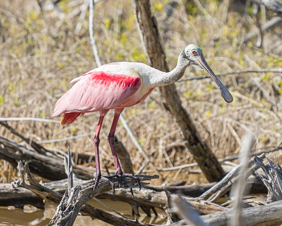 Roseate Spoonbill