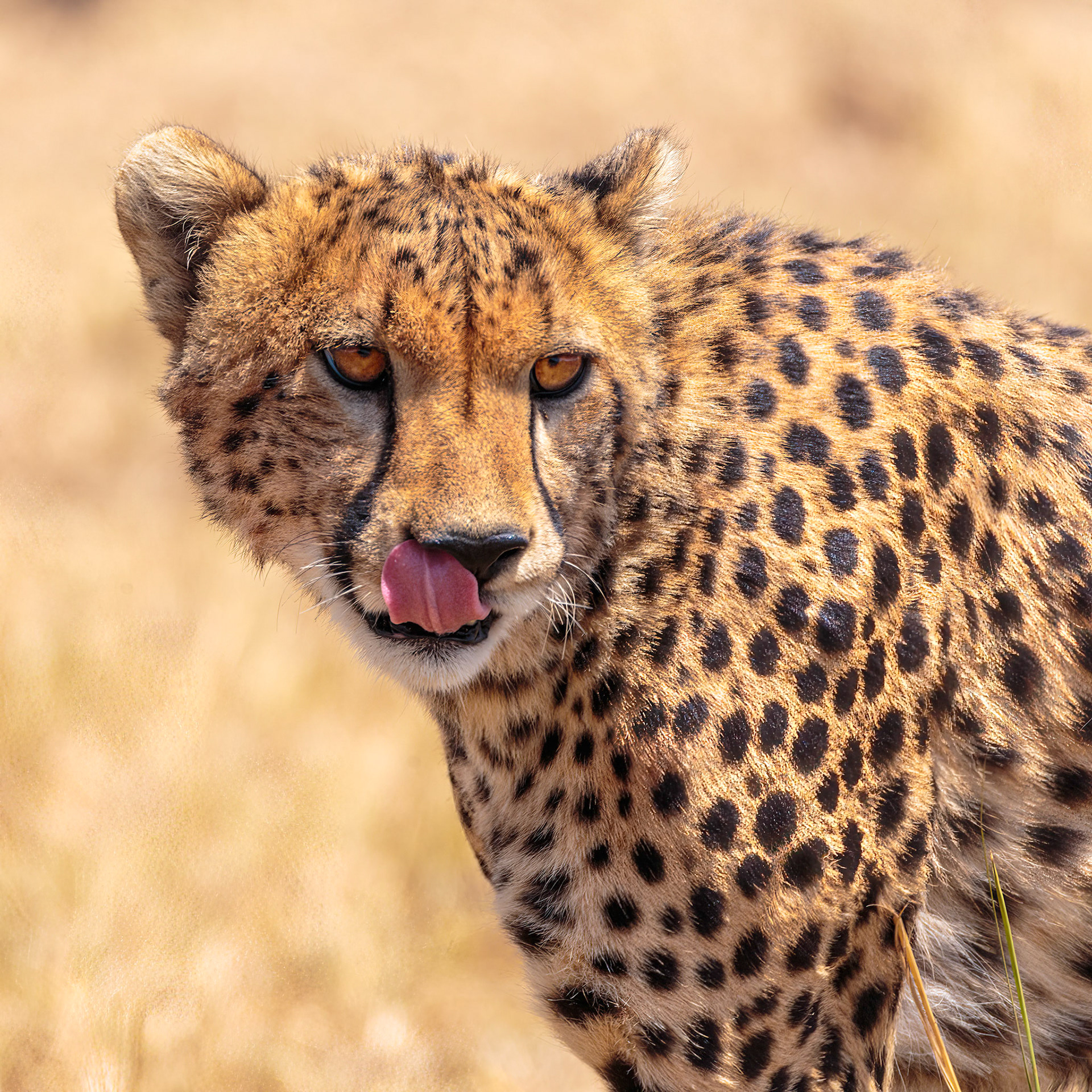 Cheetah, Kenya