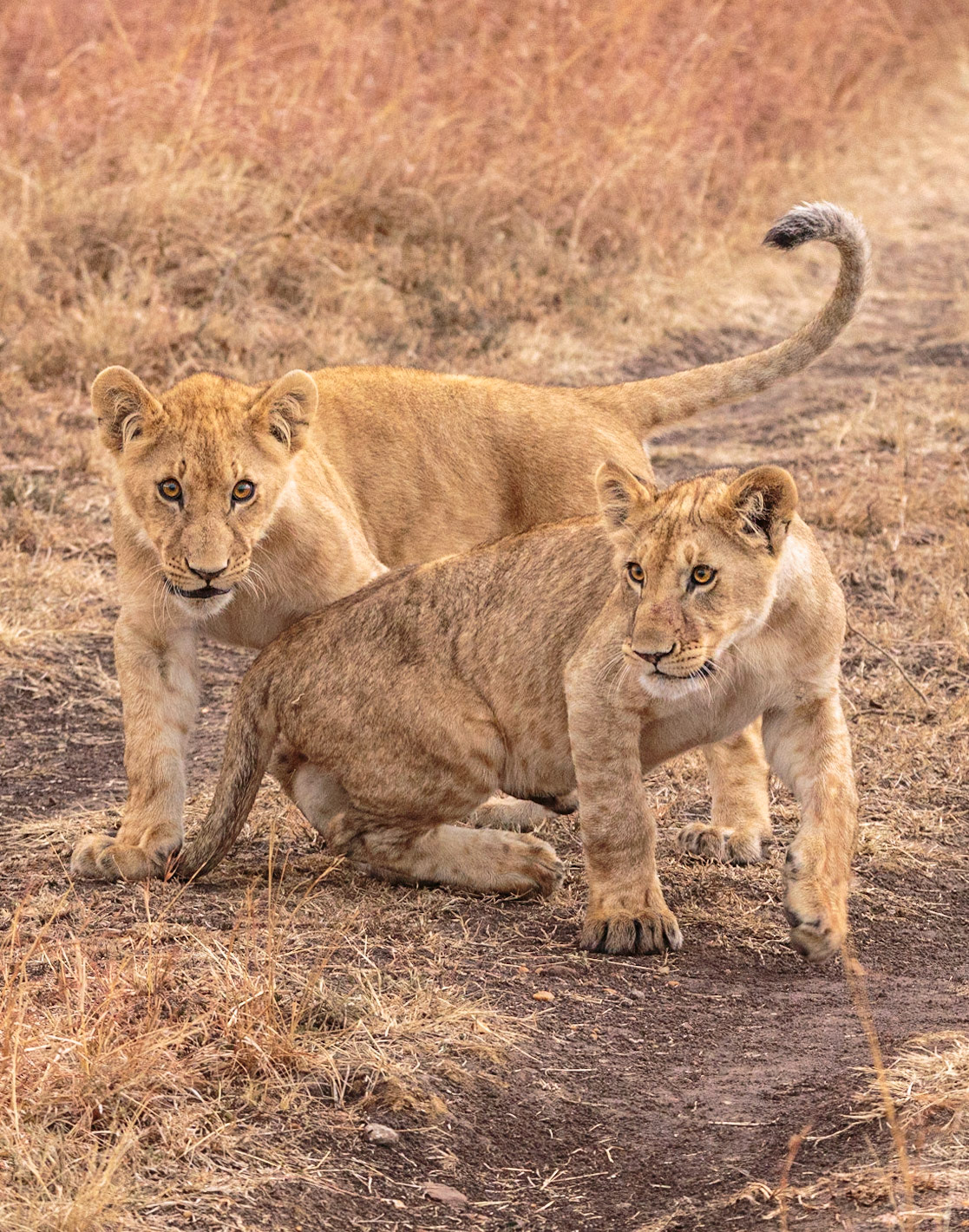 Lion Cubs, Kenya