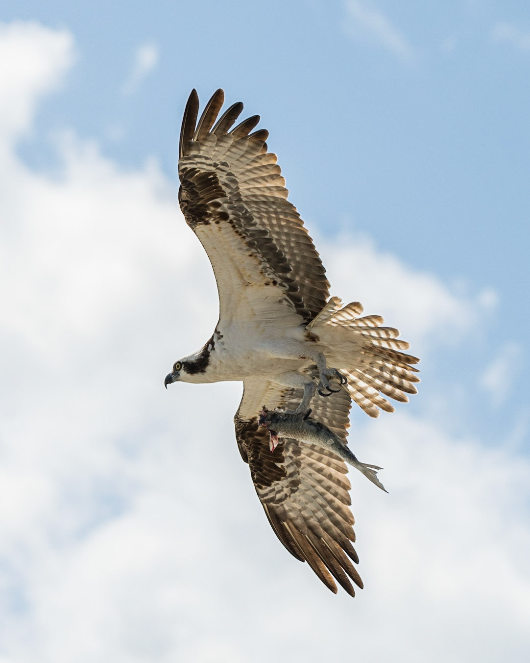 Osprey
