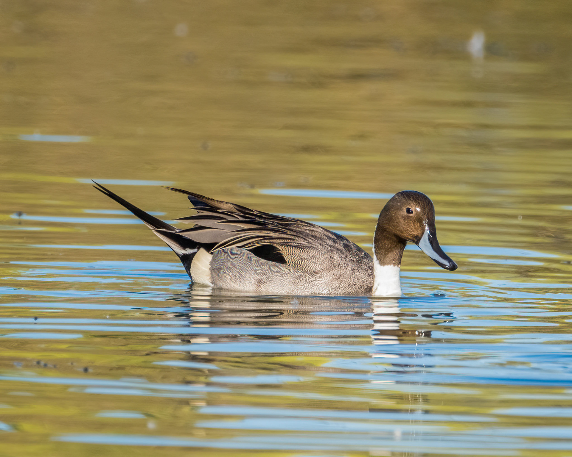 Northern Pintail