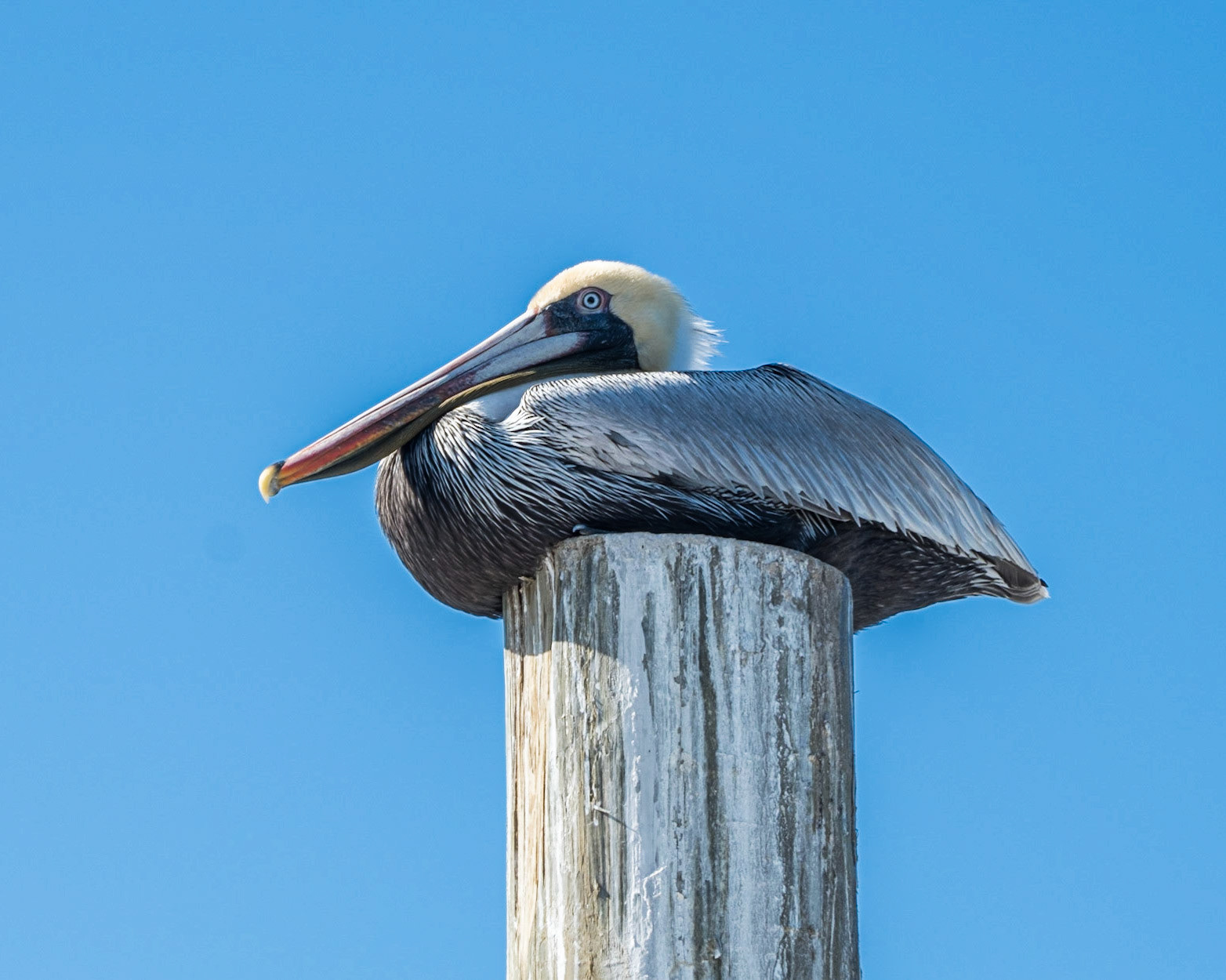 Brown Pelican