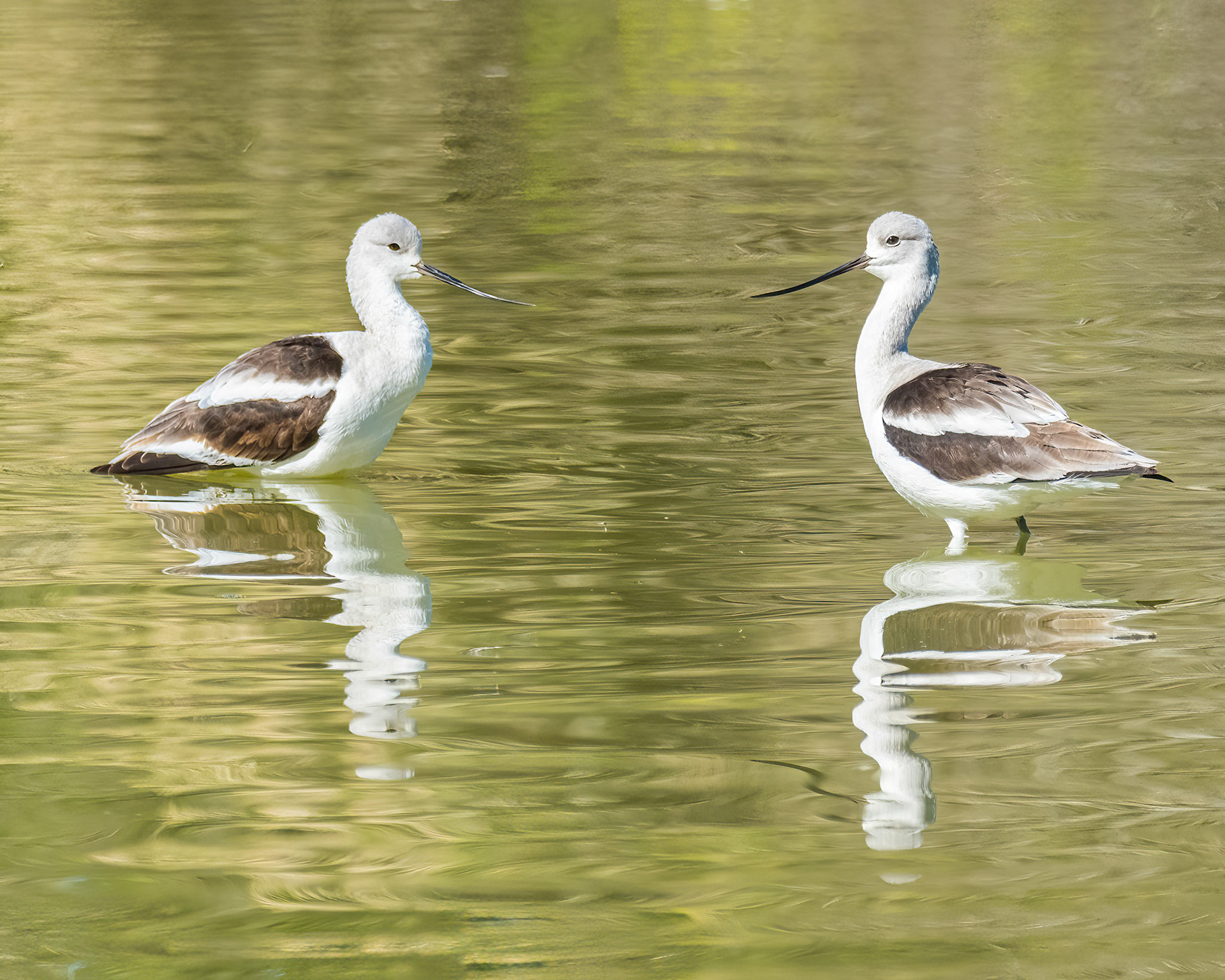 American Avocet