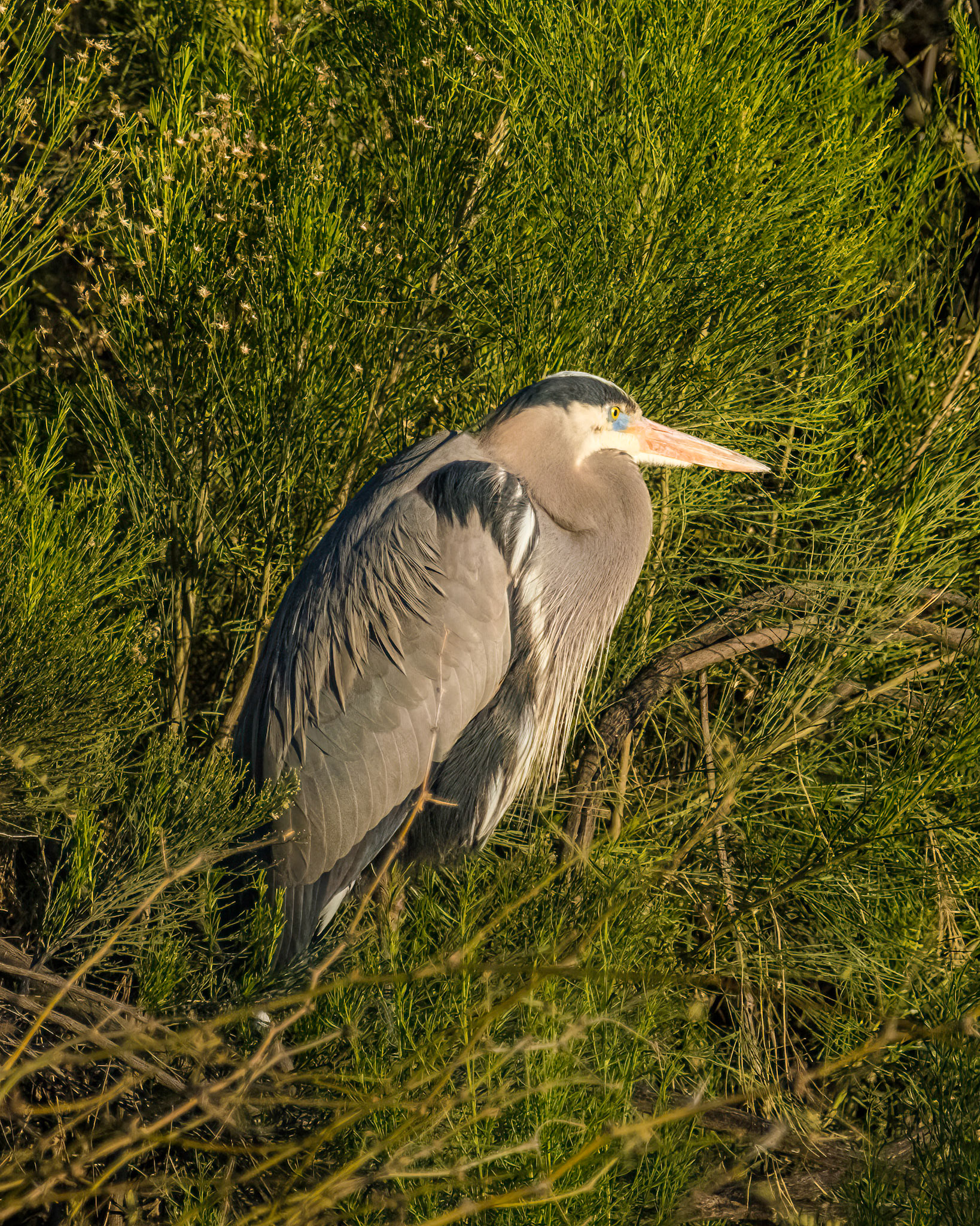 Great Blue Heron