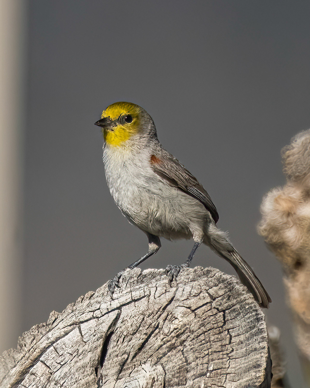 Verdin