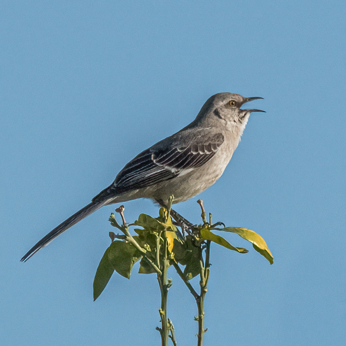 Northern Mocking Bird