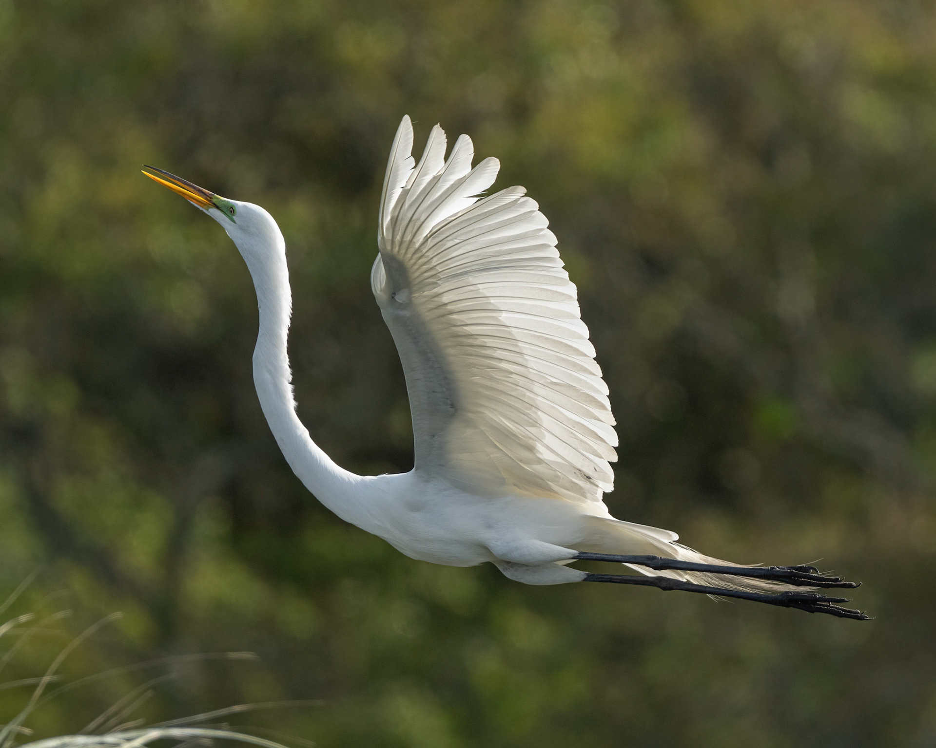 Great Egret