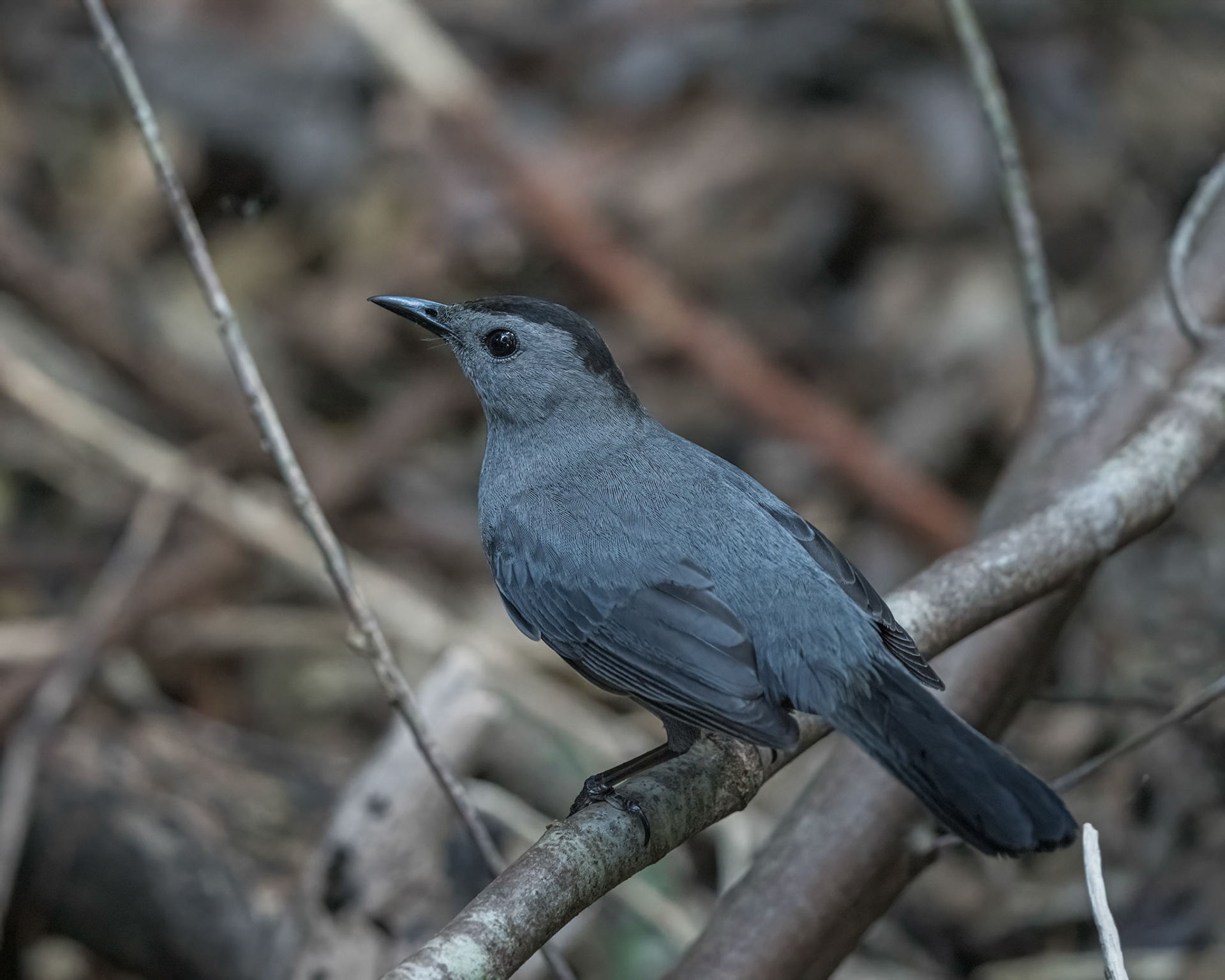 Gray Catbird