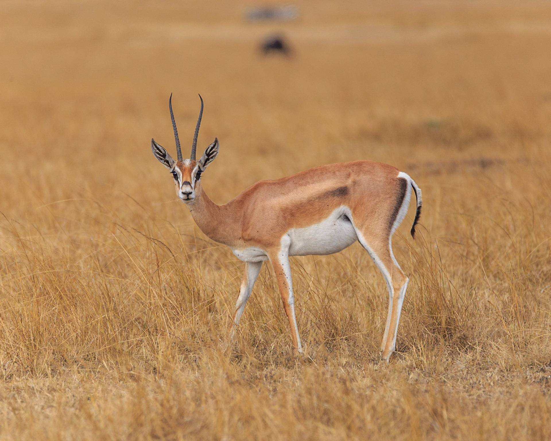 Thomson's Gazelle, Kenya