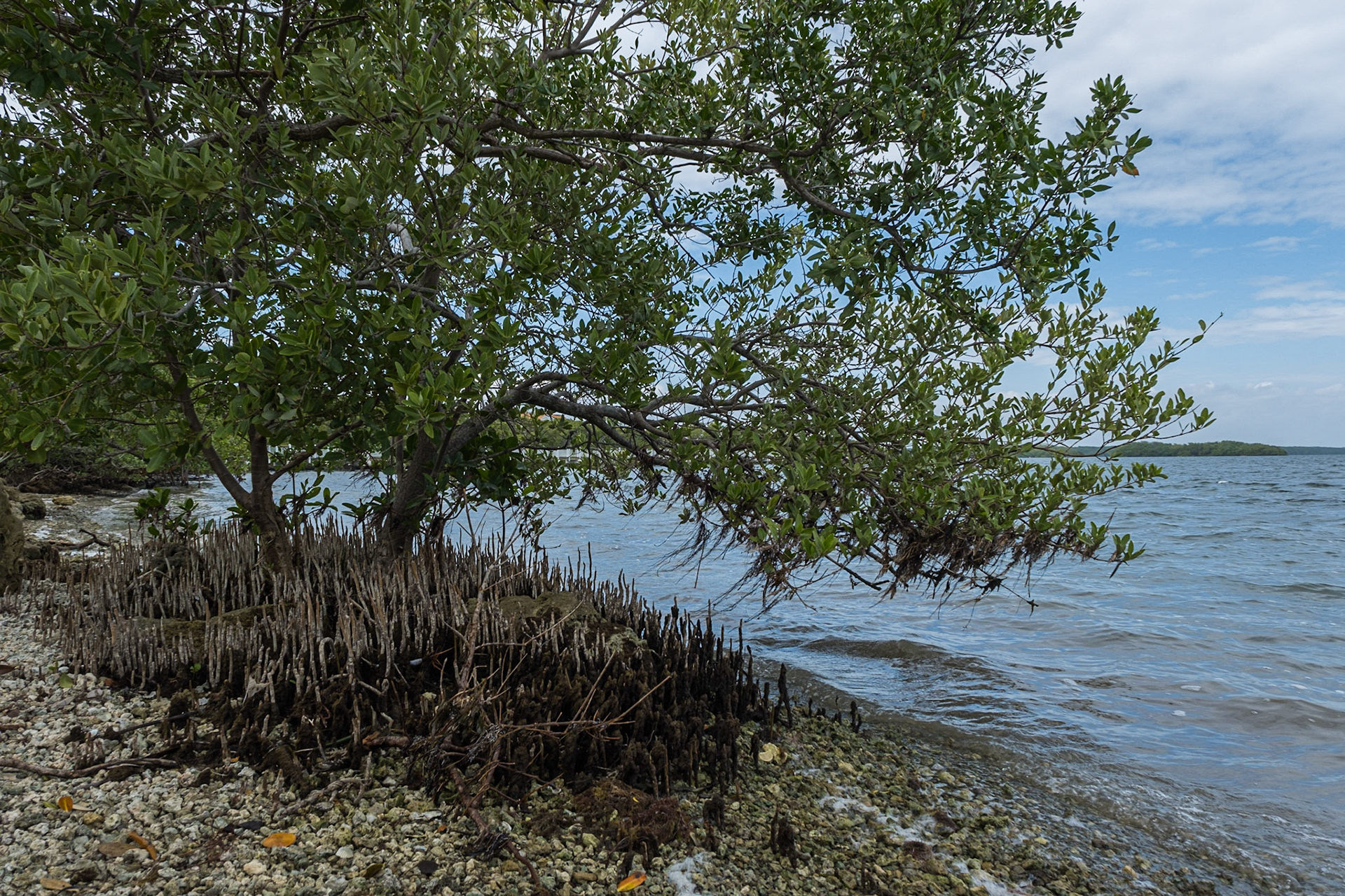 Black Mangroves