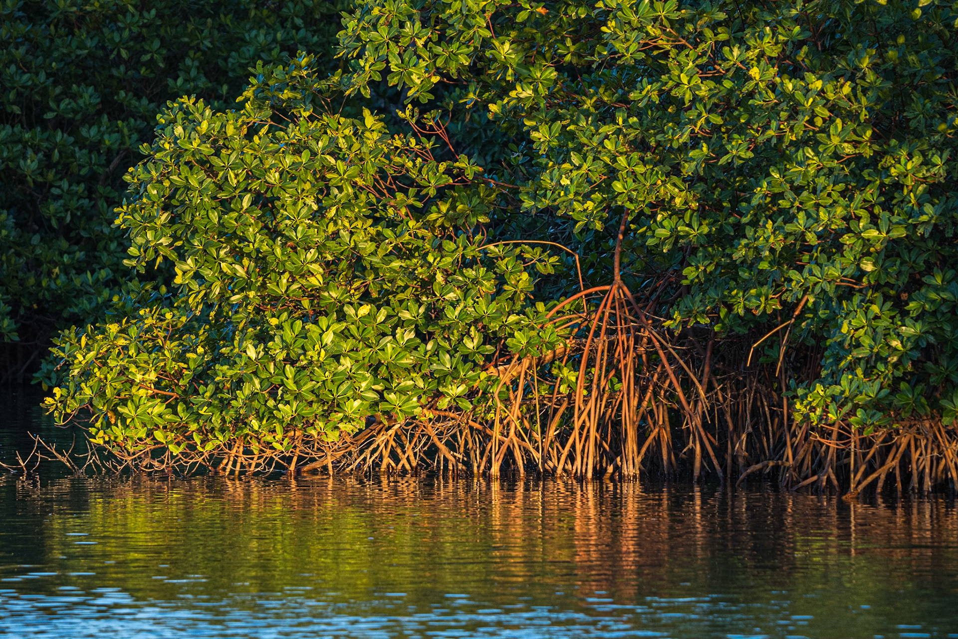 Red Mangroves