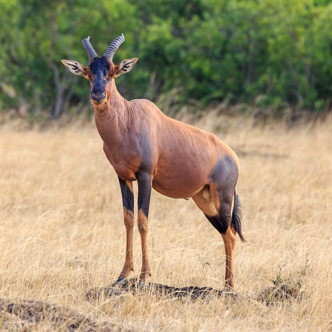 Topi, Kenya