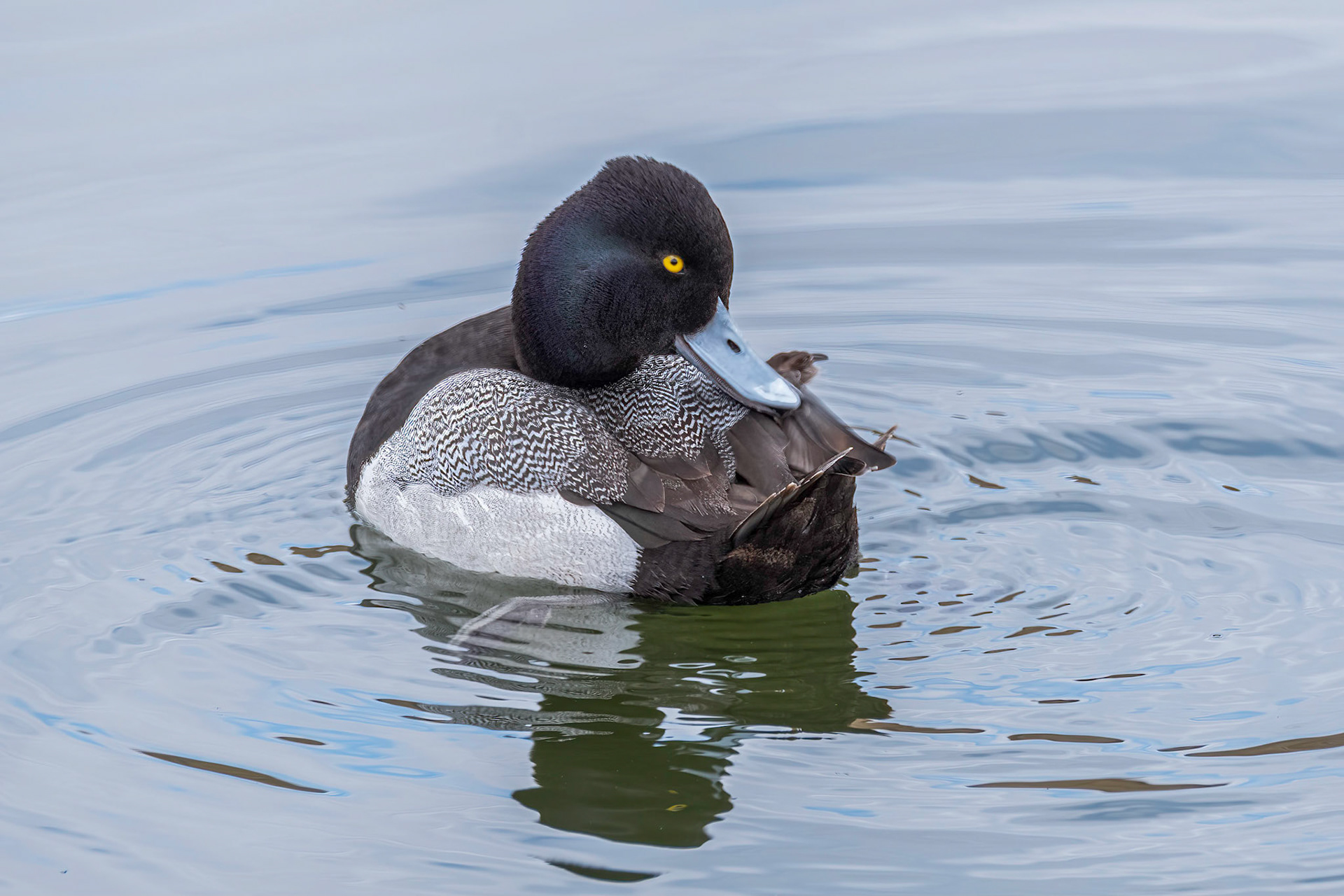 Lesser Scaup