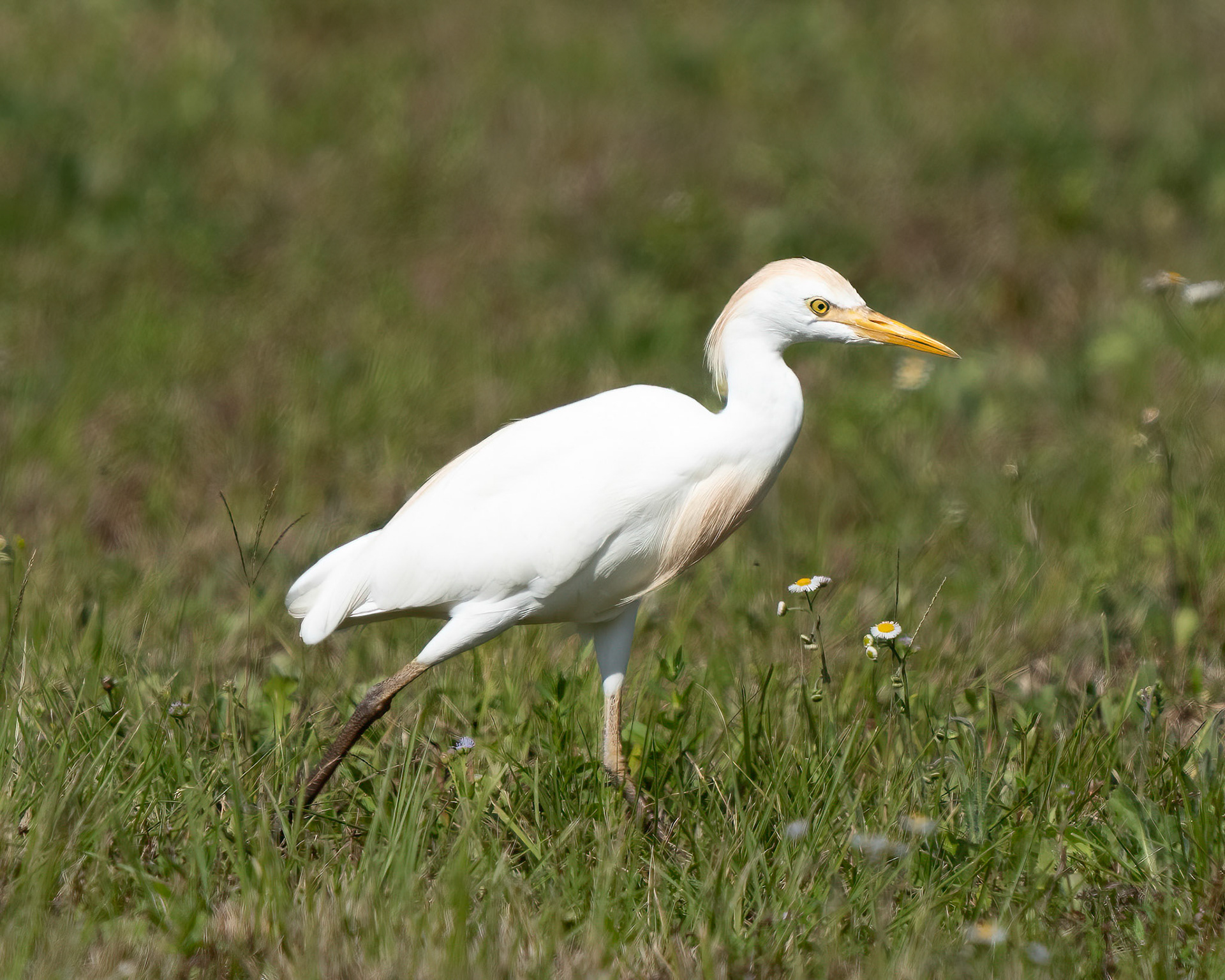 Cattle Egret