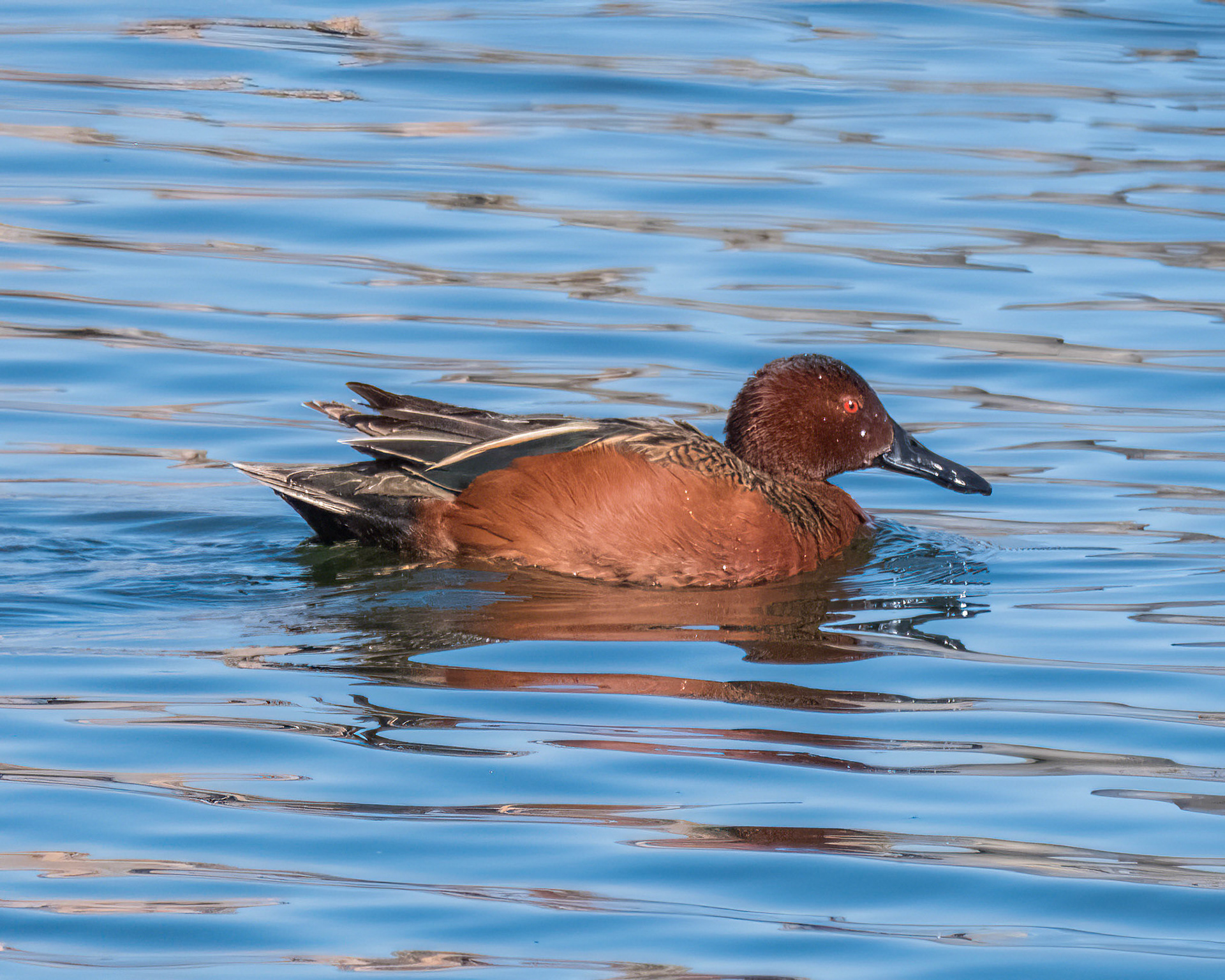 Cinnamon Teal