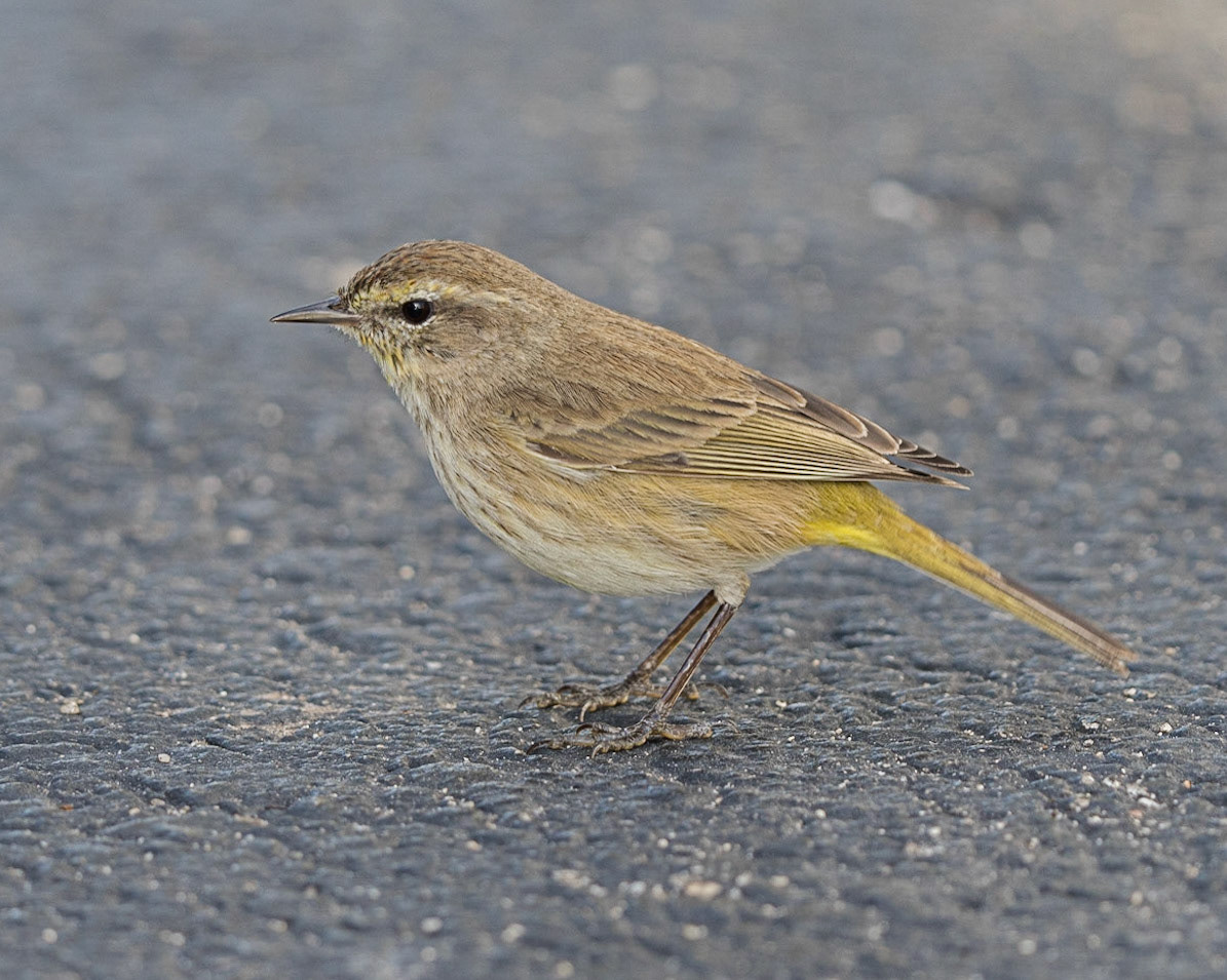 Palm Warbler