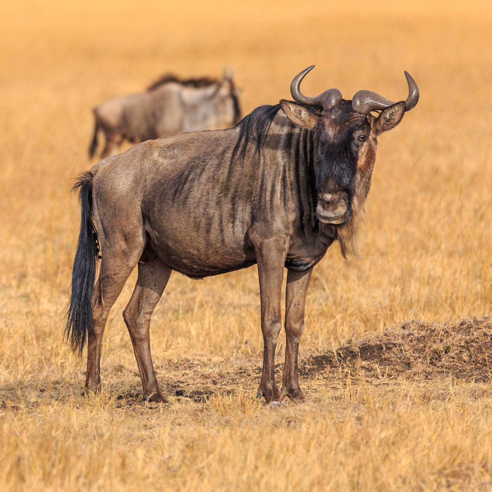 Wildebeest, Kenya