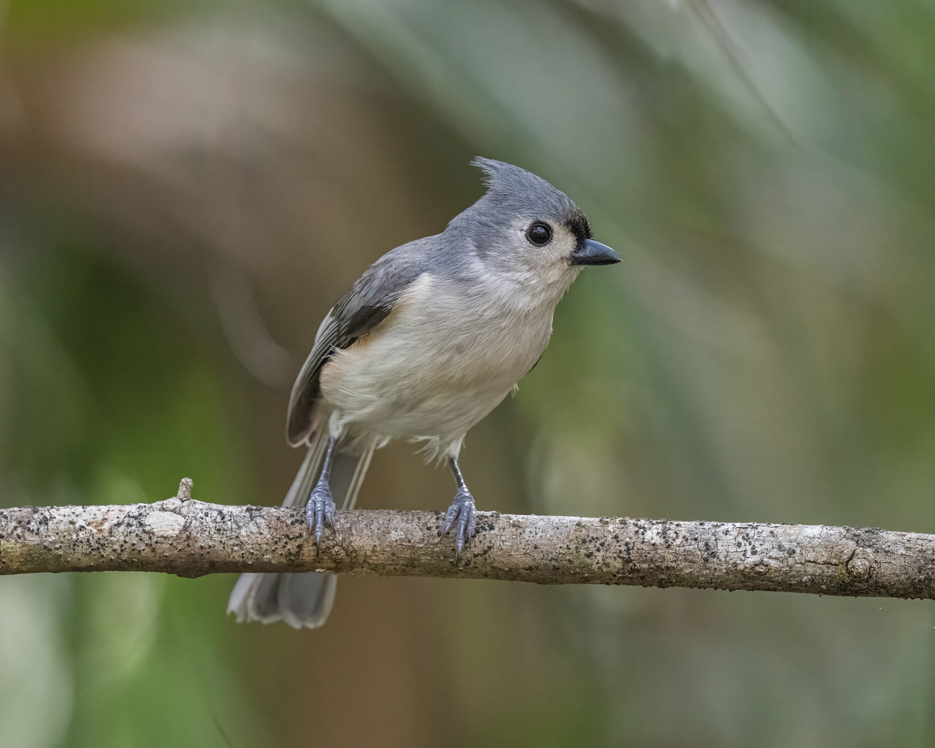 Tufted Titmouse