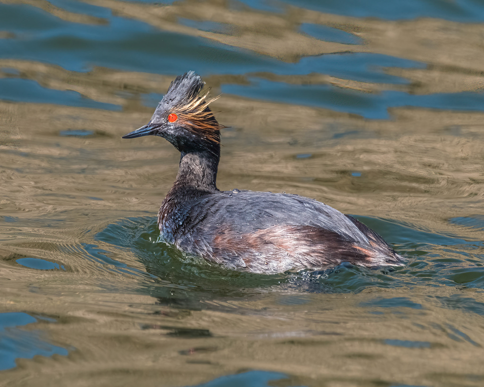 Eared Grebe