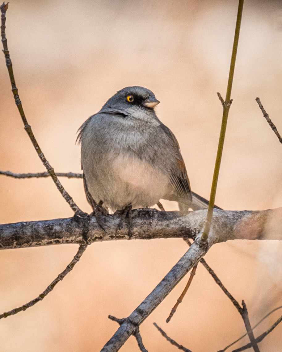 Yellow-eyed Junco