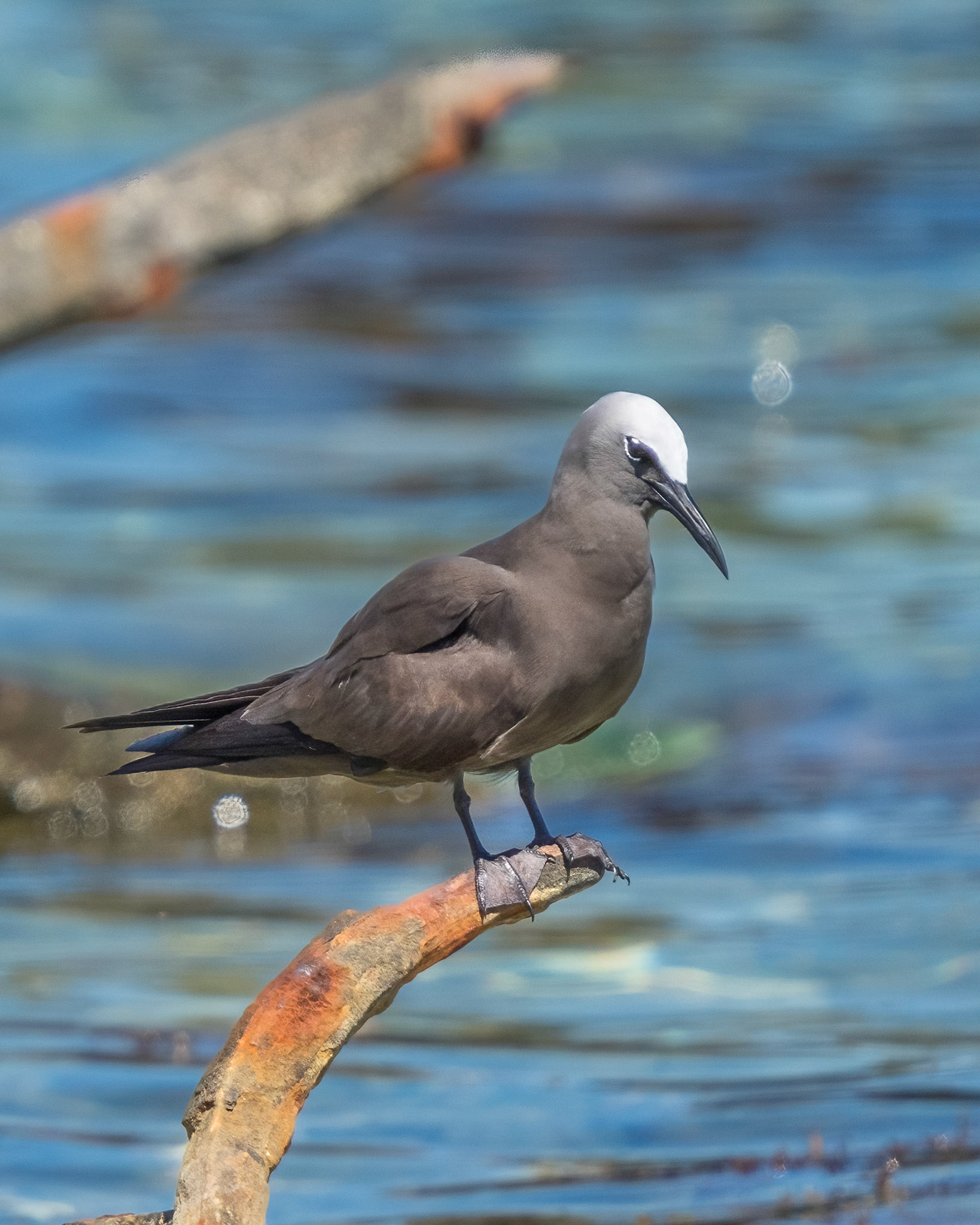 Brown Noddy