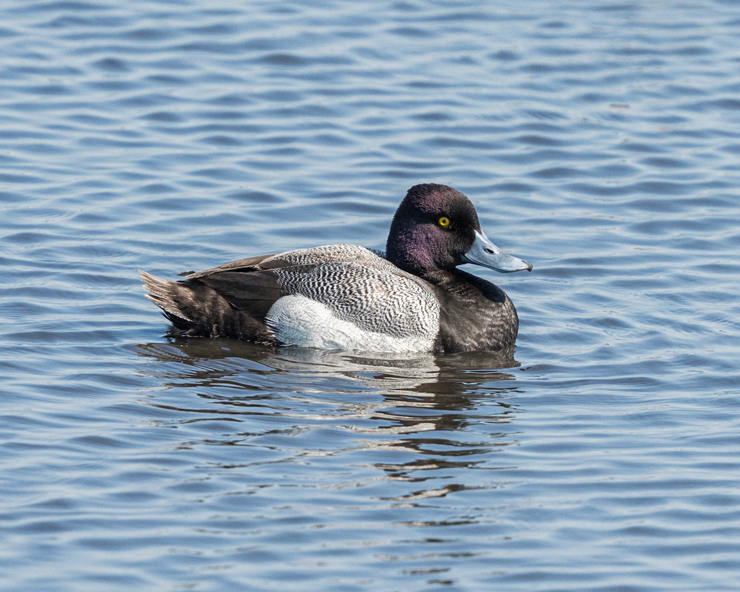 Lesser Scaup
