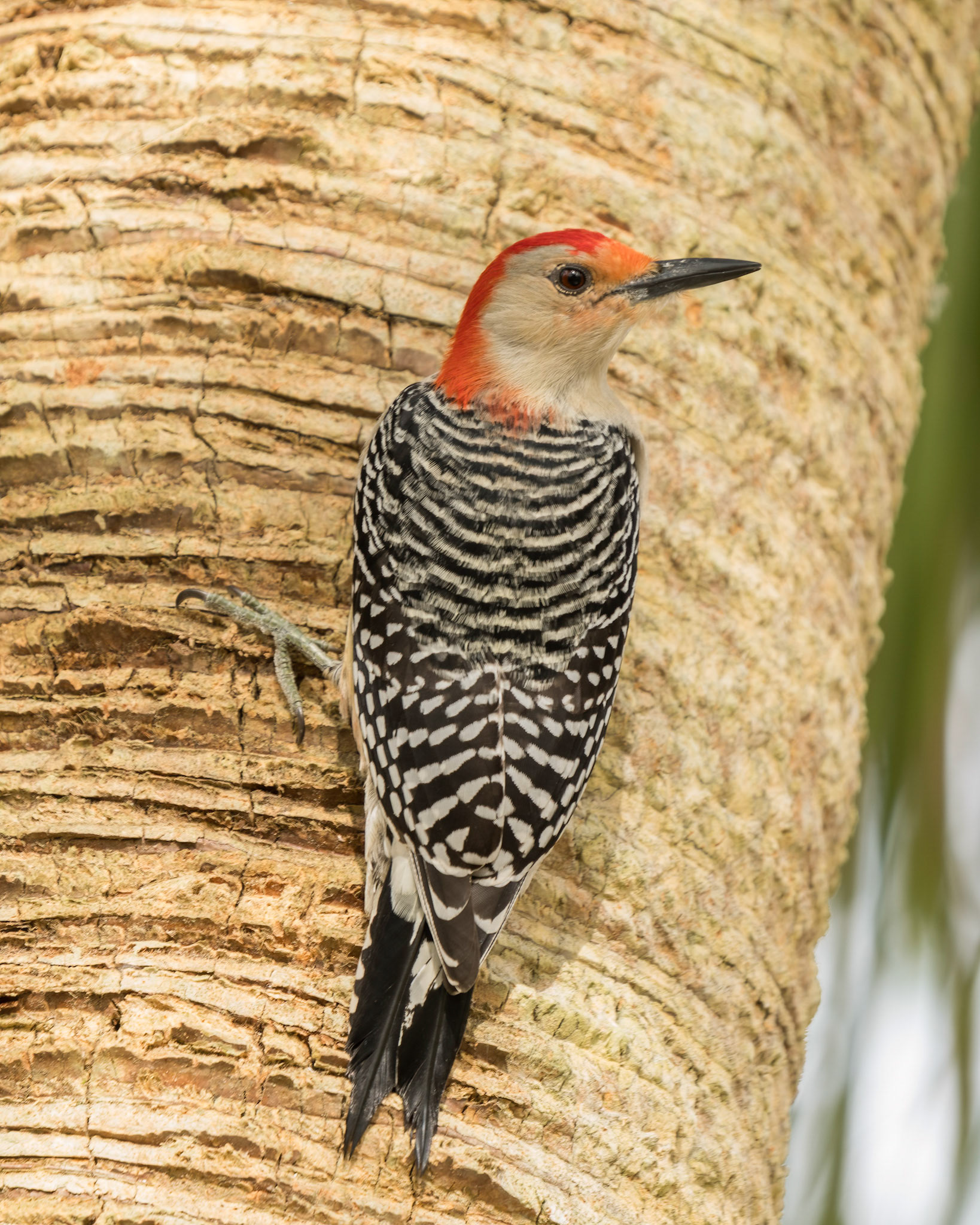 Red-bellied Woodpecker