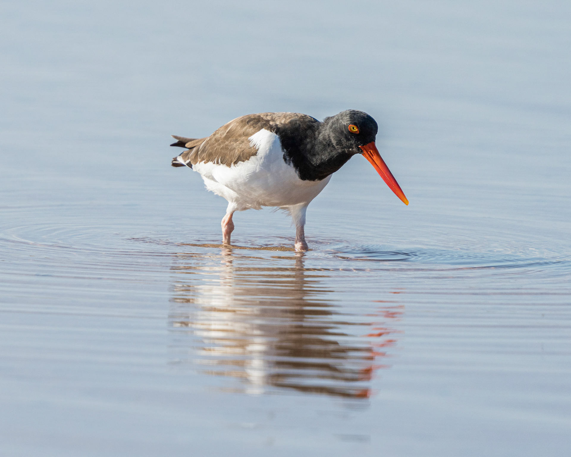 American Oyster Catcher