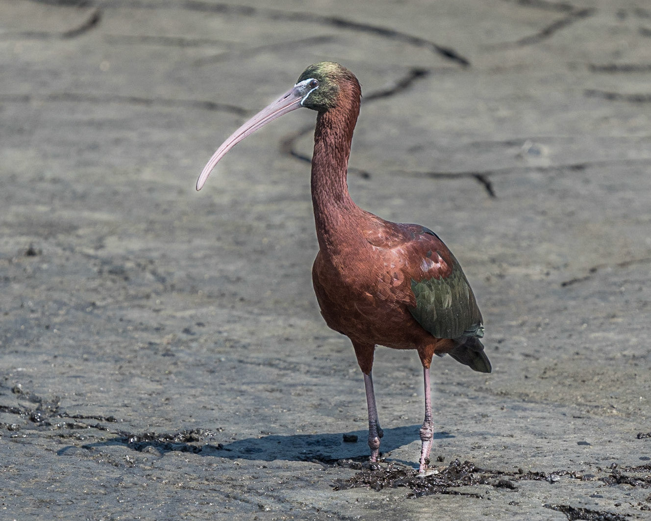 Glossy Ibis