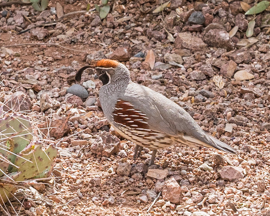 Gambel's Quail
