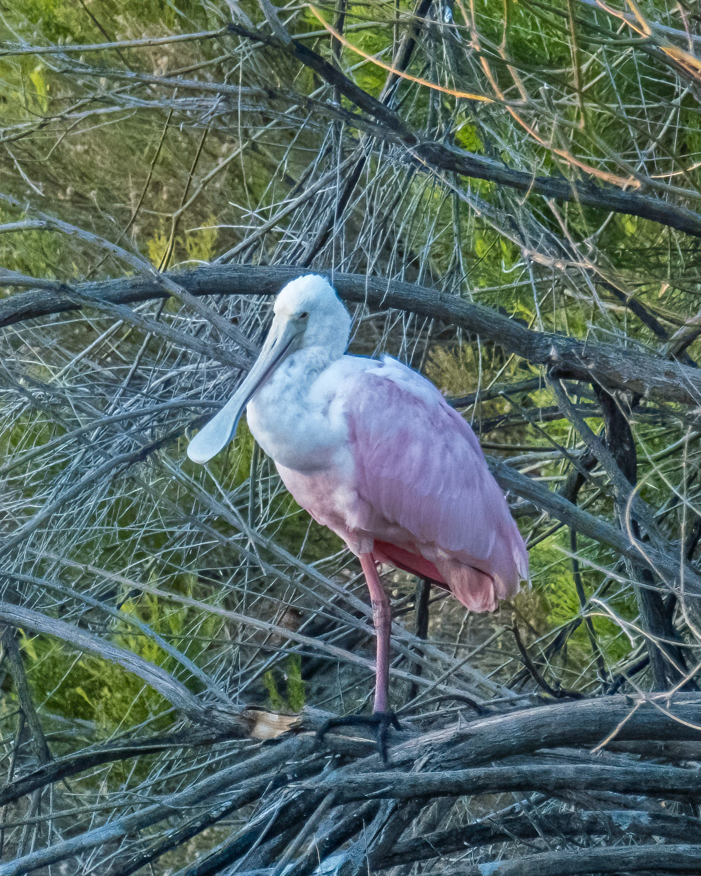 Roseate Spoonbill