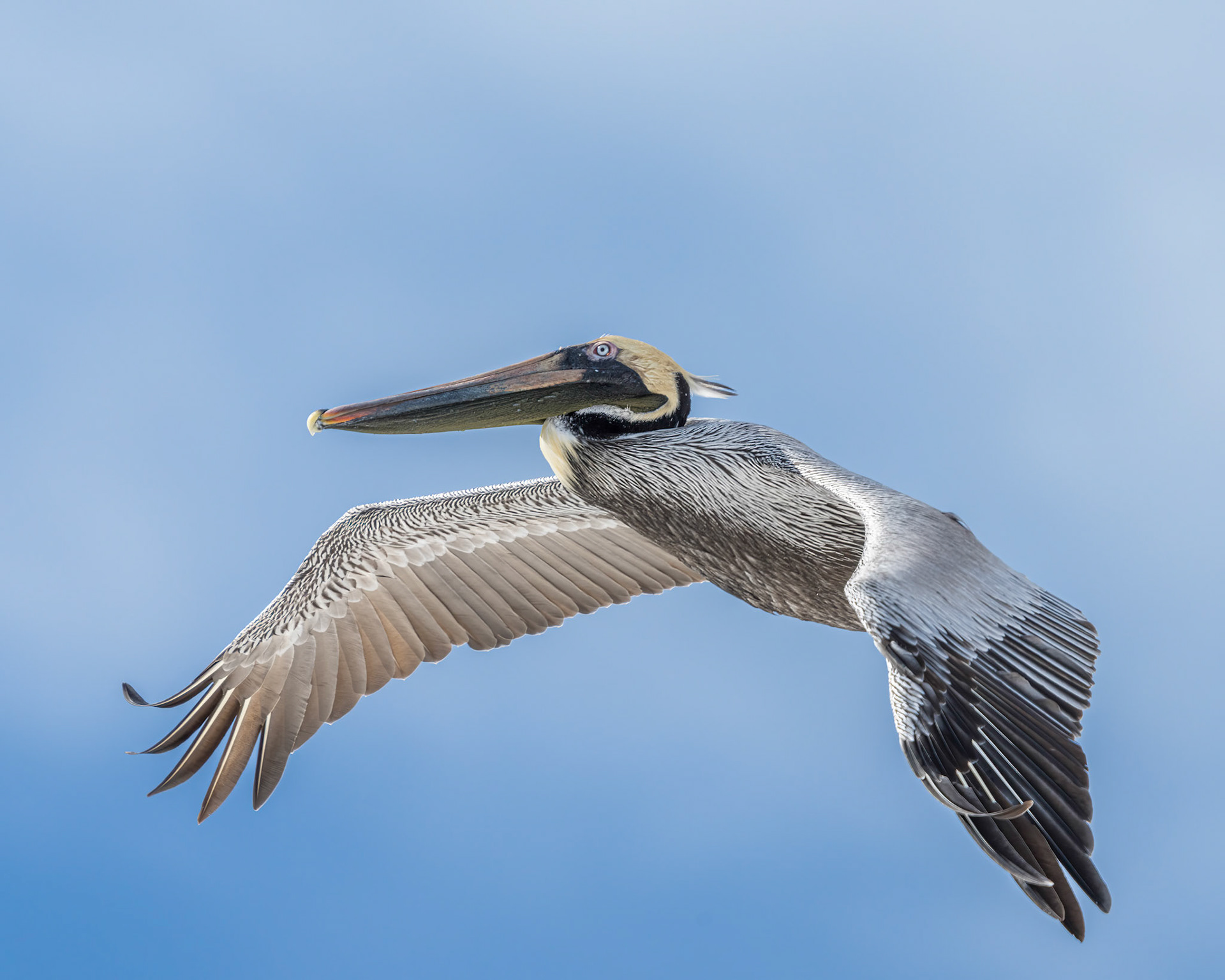 Brown Pelican