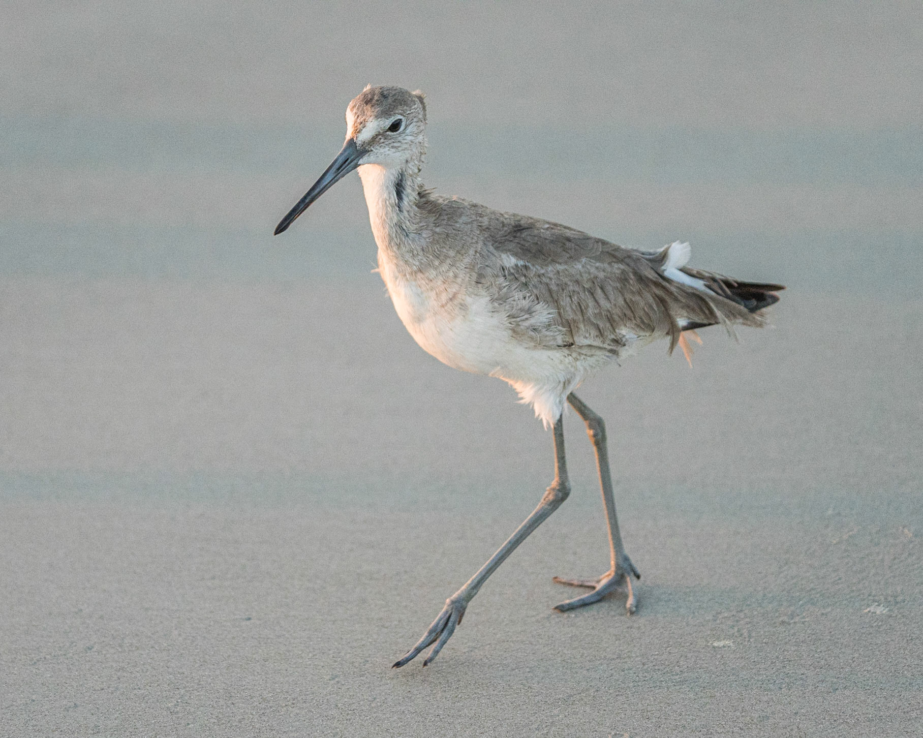 Willet