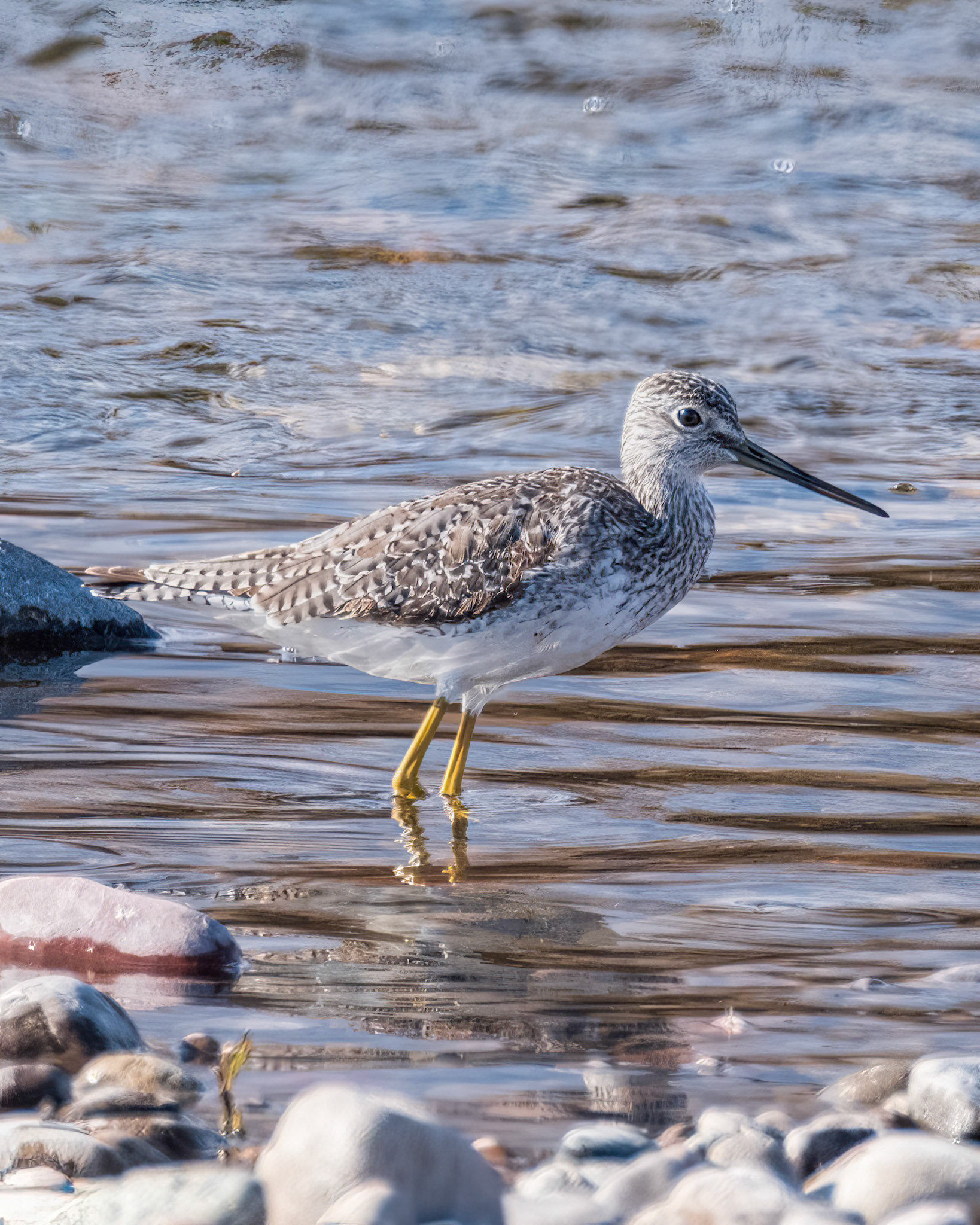 Greater Yellowlegs