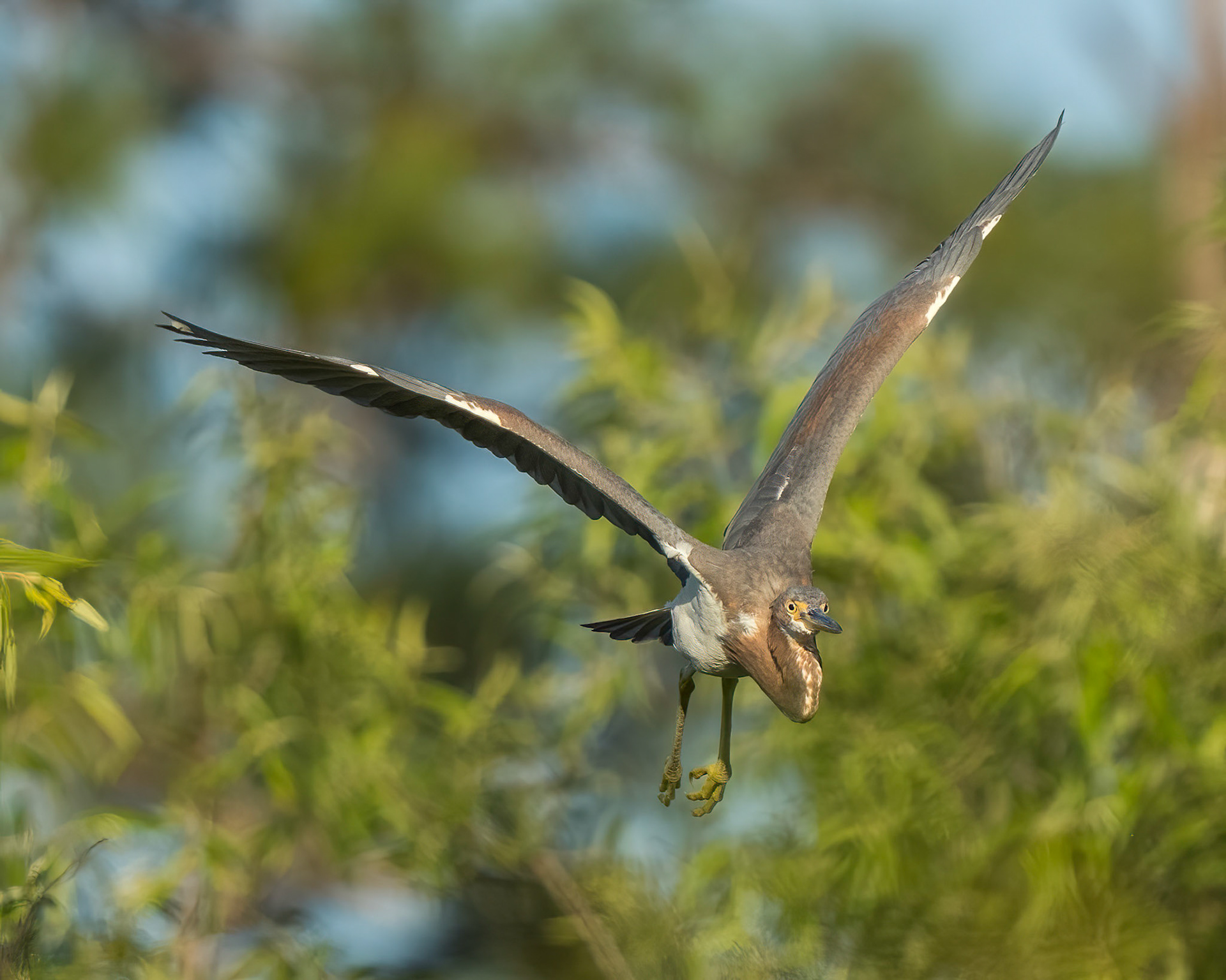 Tricolored Heron