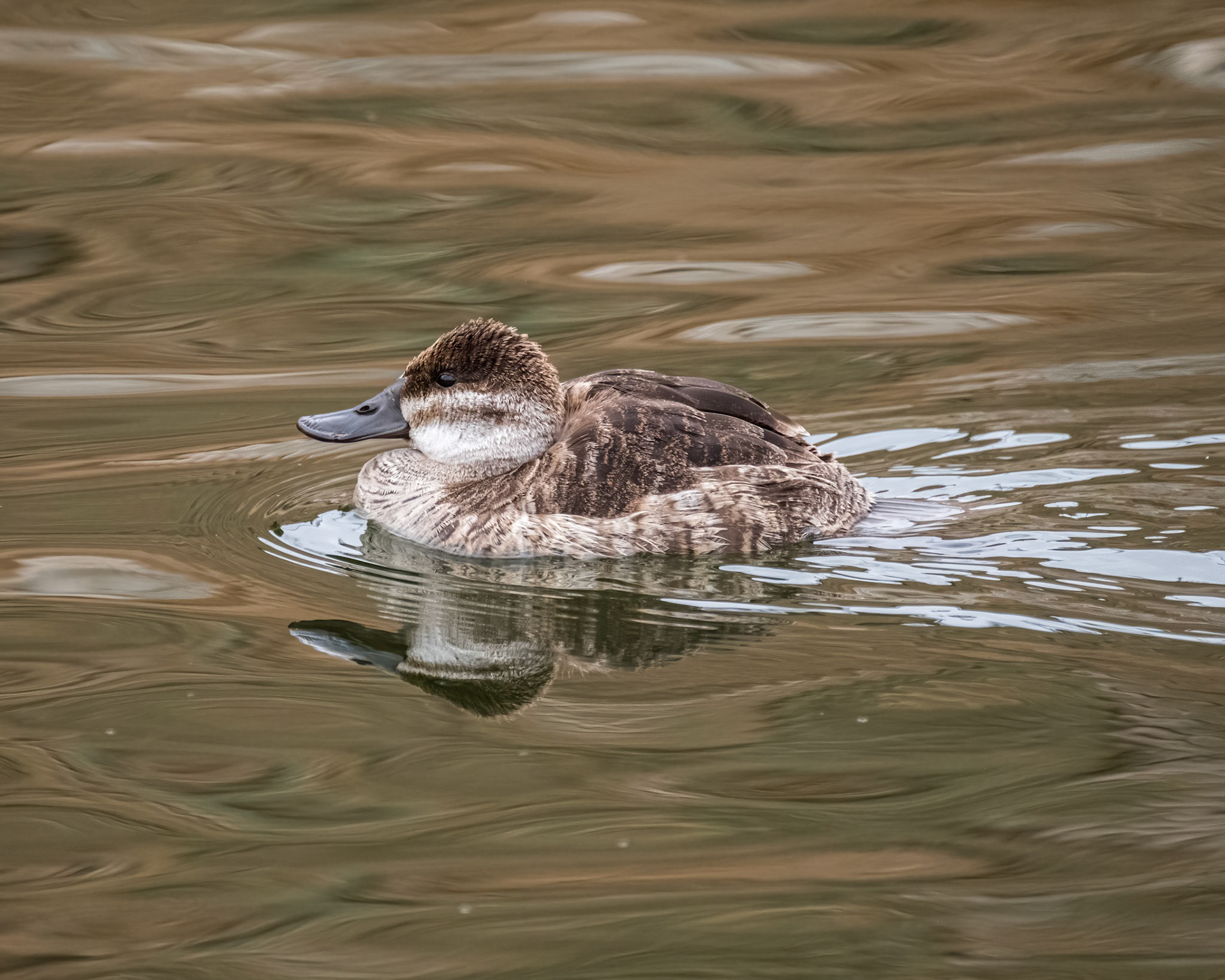 Ruddy Duck