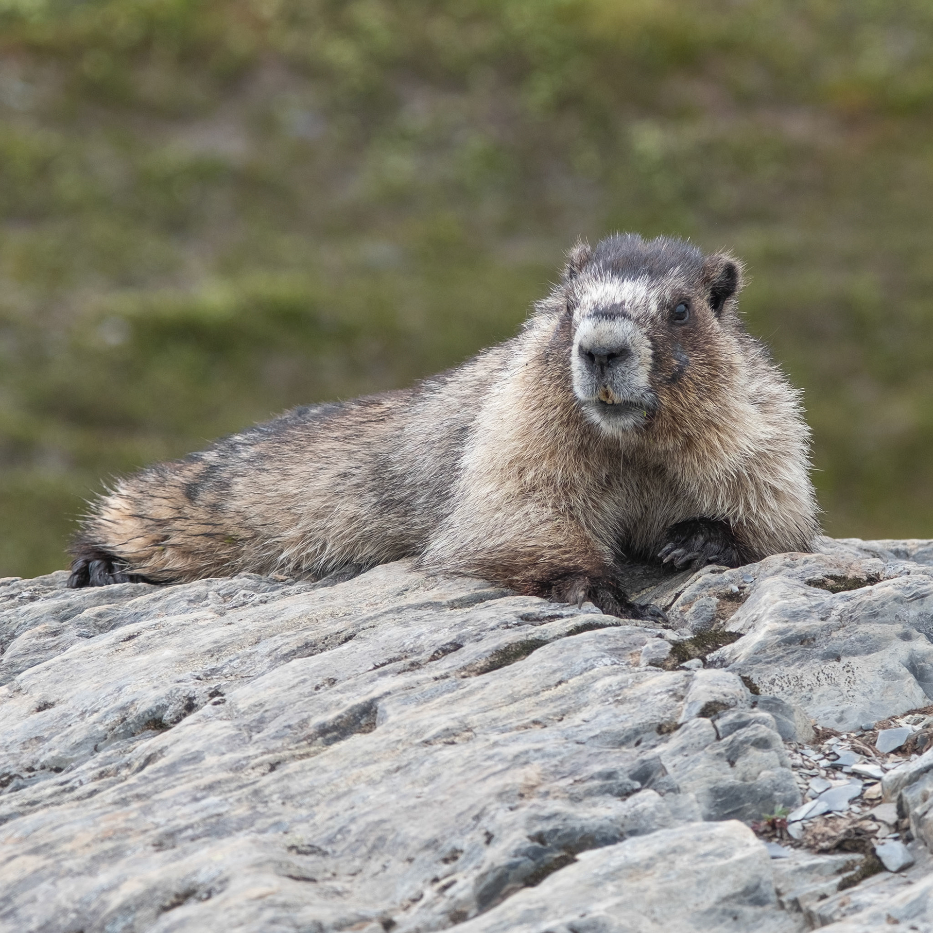 Hoary Marmot, Alaska