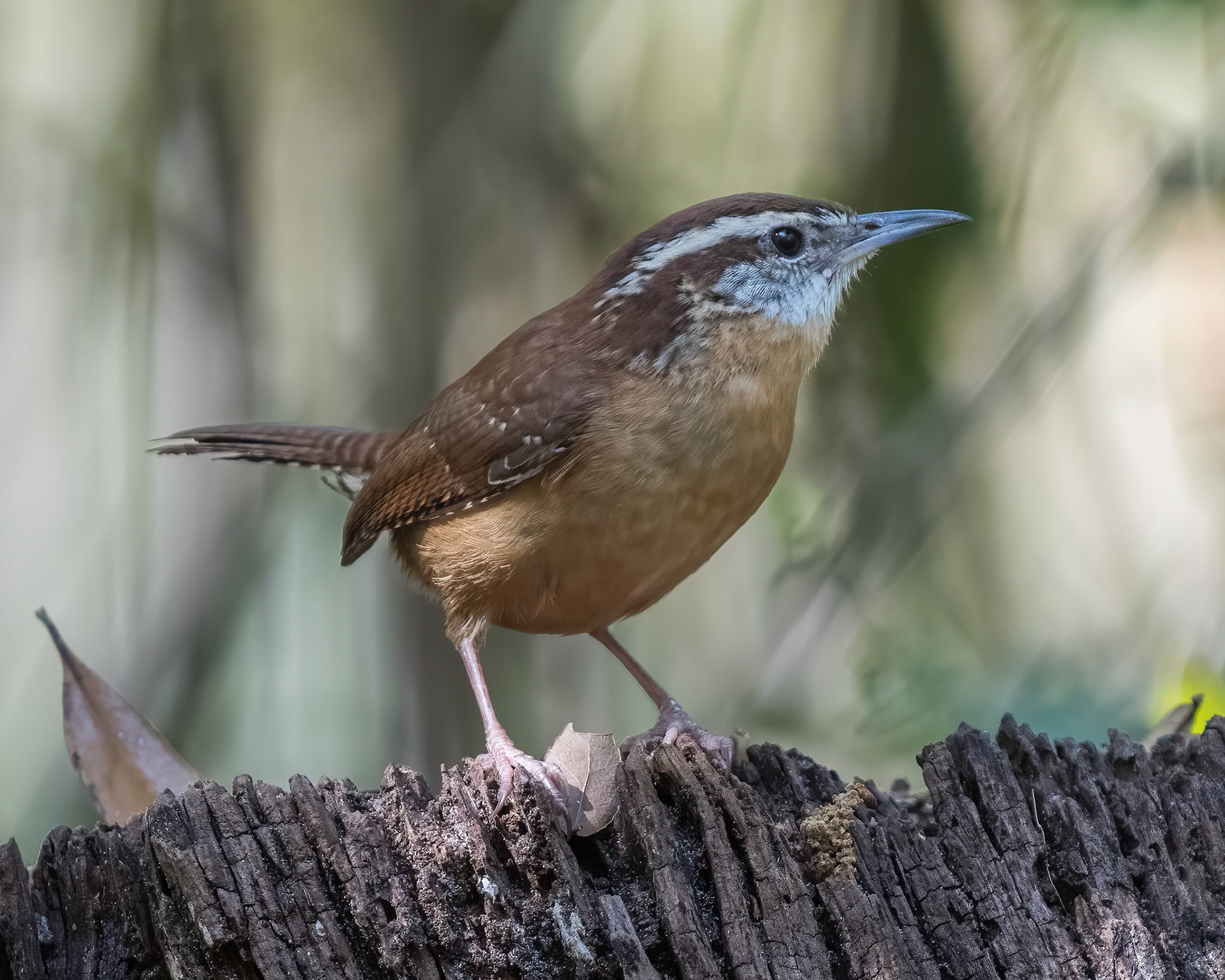 Carolina Wren