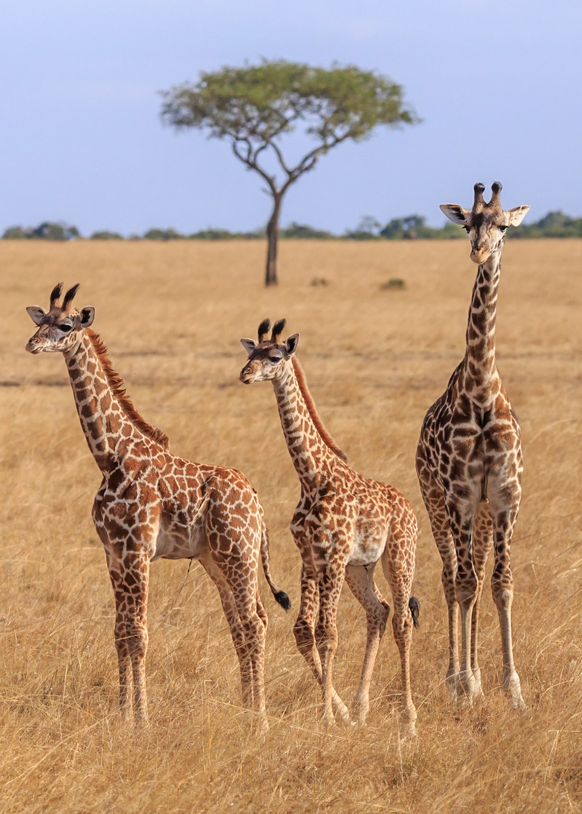 Giraffe, Kenya