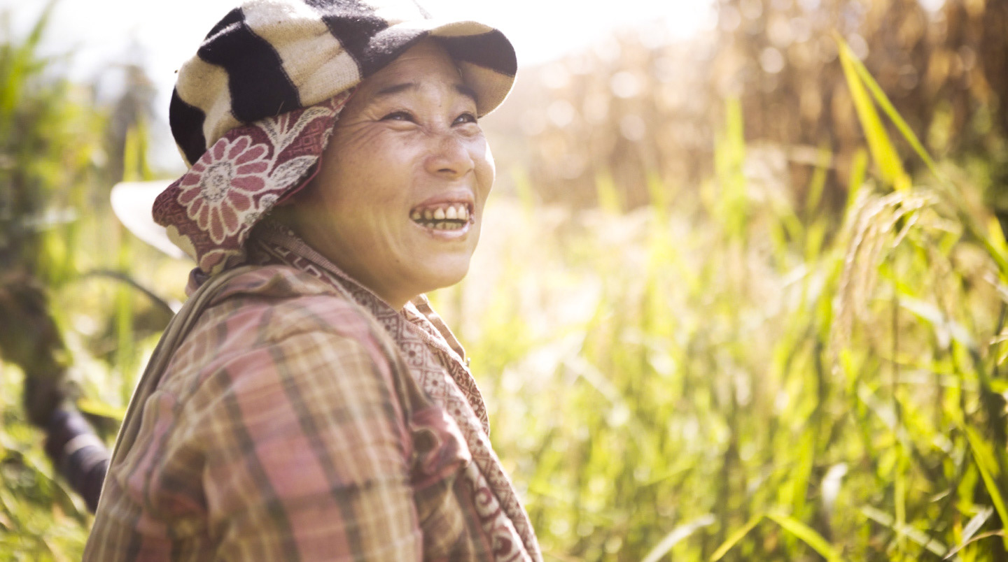 Villagers on the rice field - Harvesting season