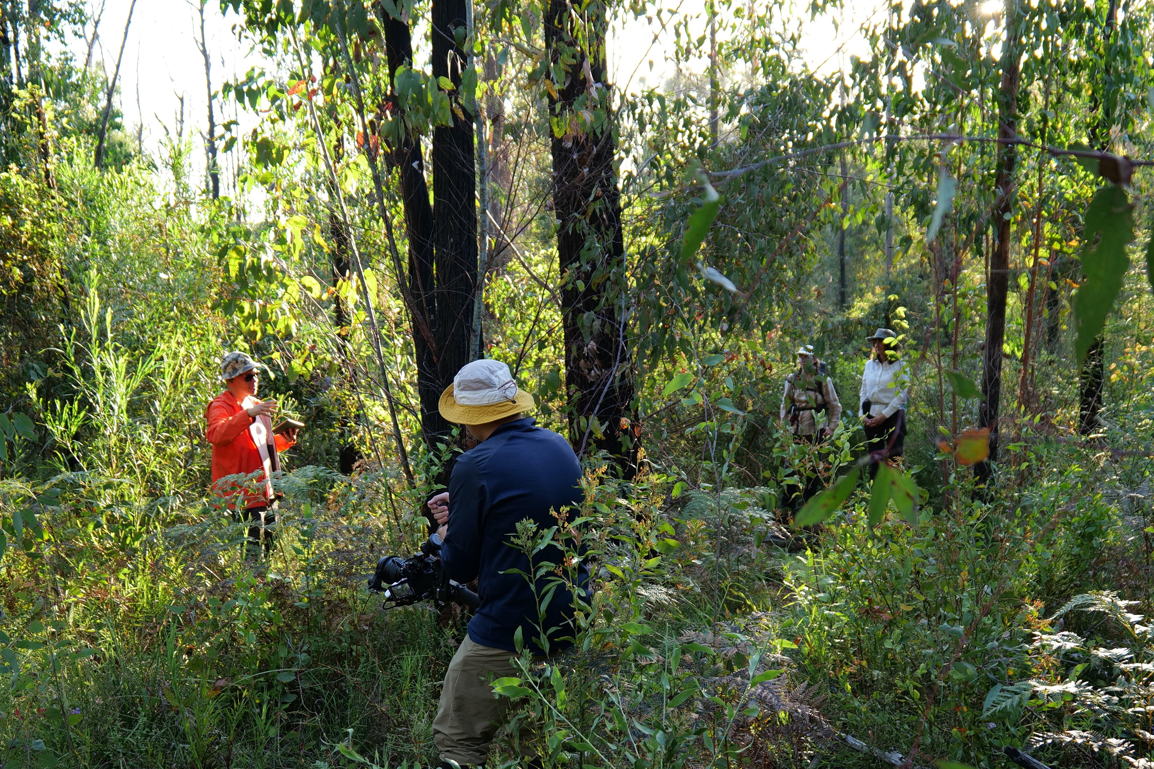 "For Frogs' Sake" through the vegetation in East Gippsland