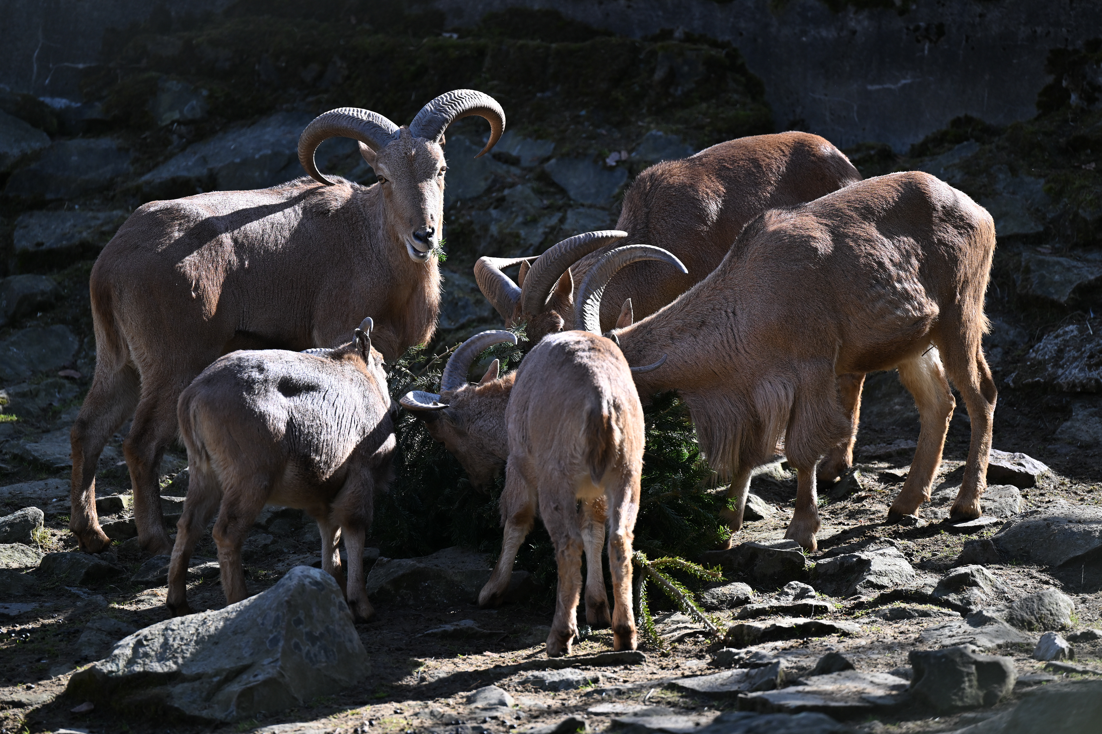 Kraków Zoo