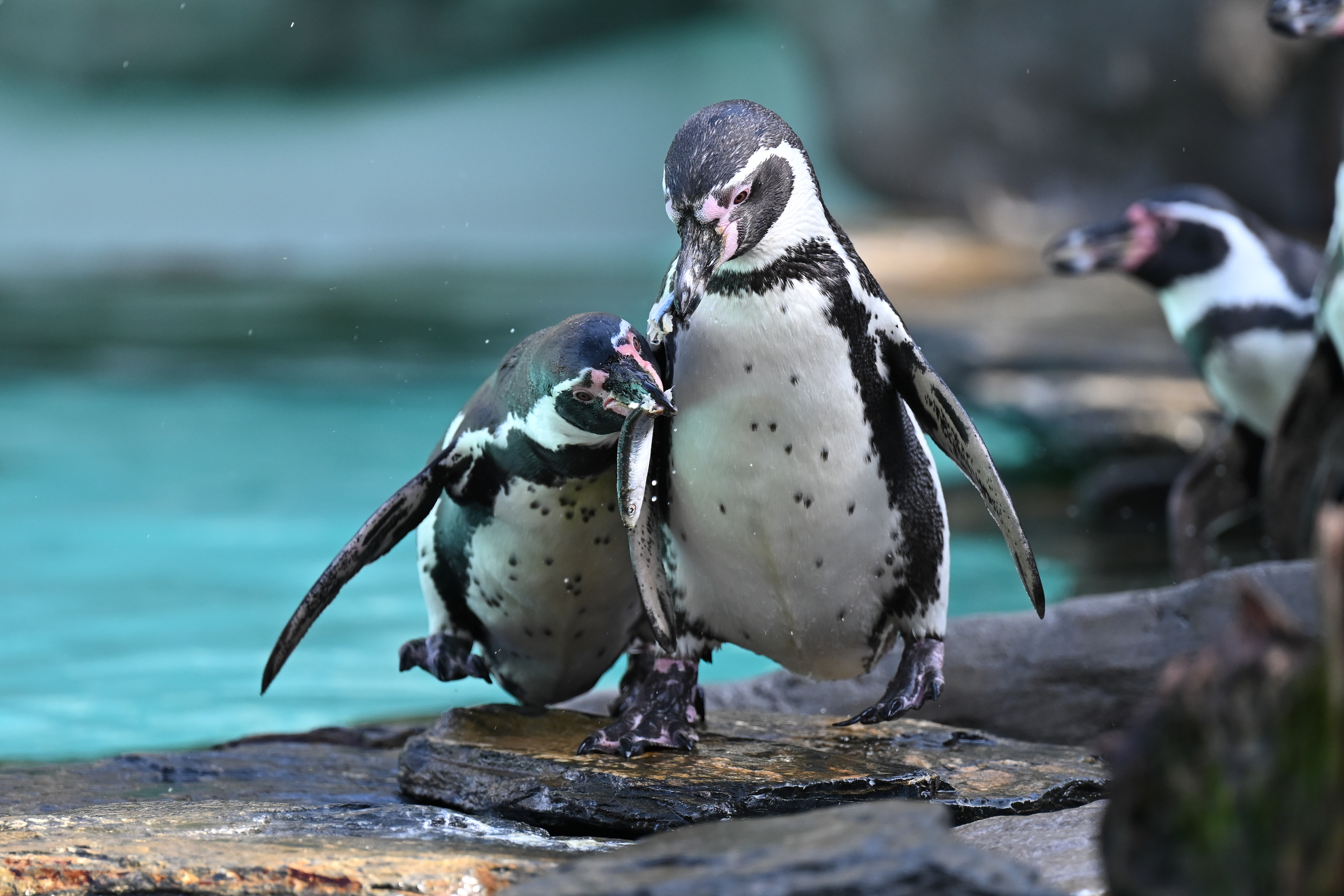 Kraków Zoo