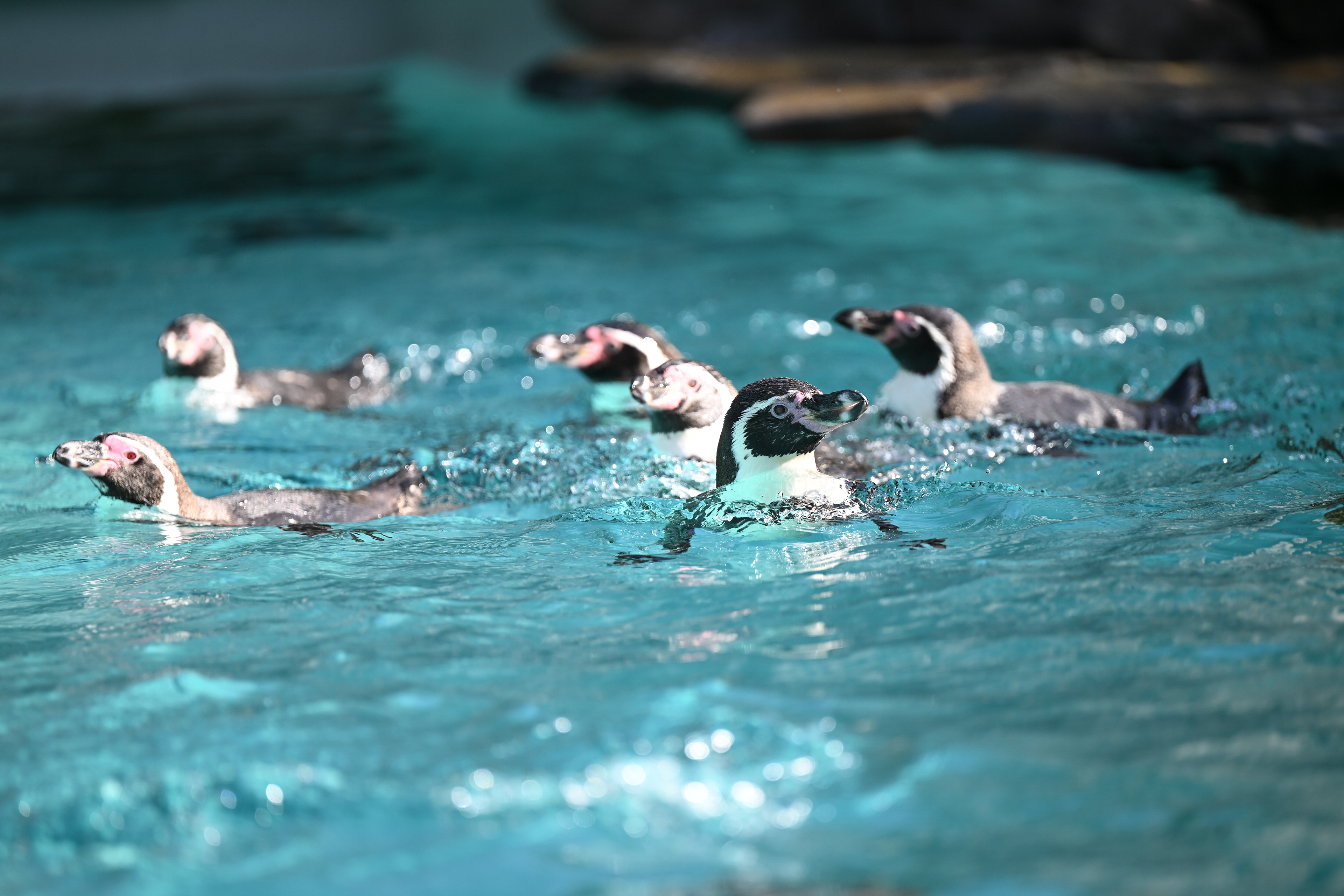Kraków Zoo