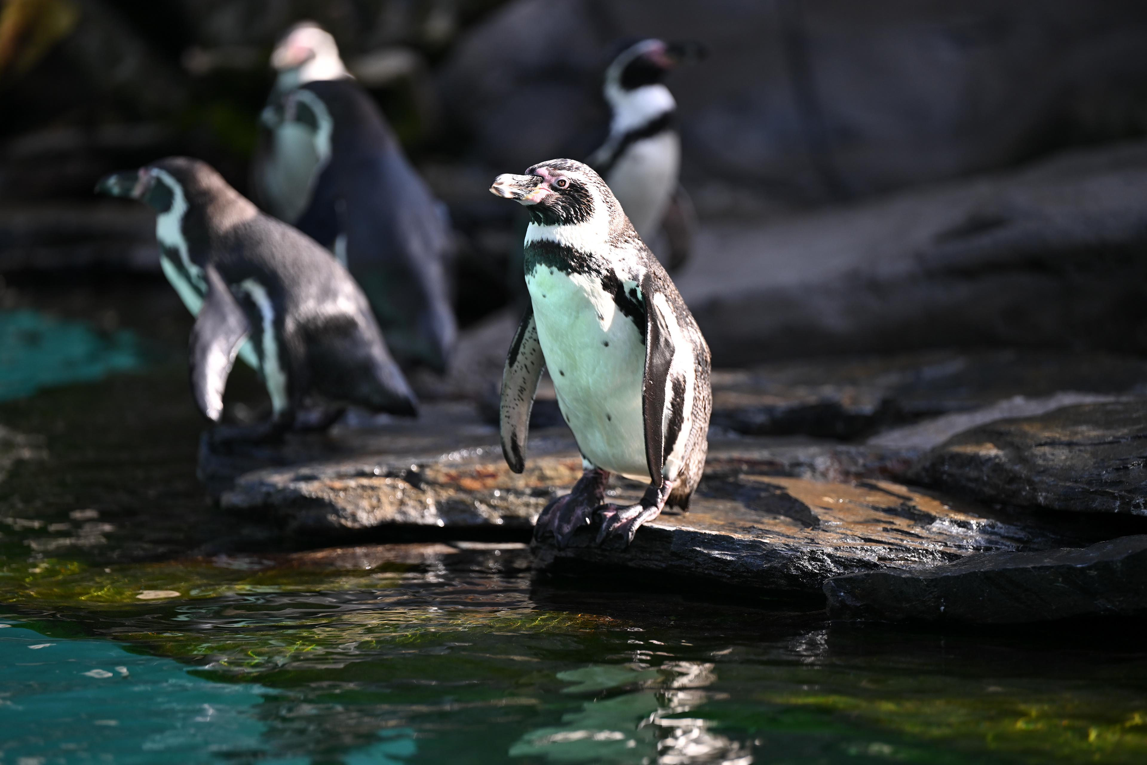 Kraków Zoo