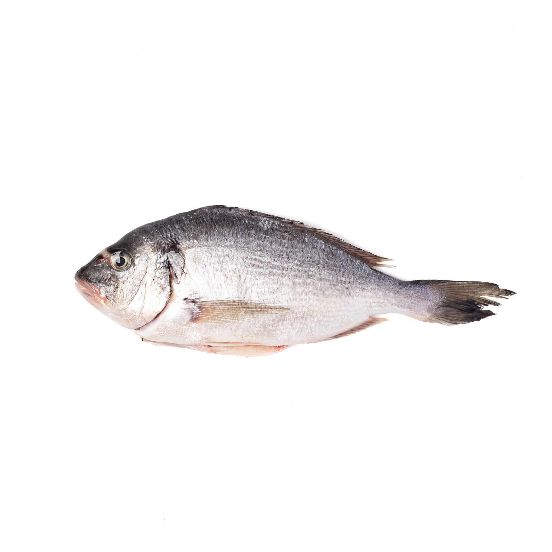 Dorado on white background for for baby food project, Uliana Kopanytsia