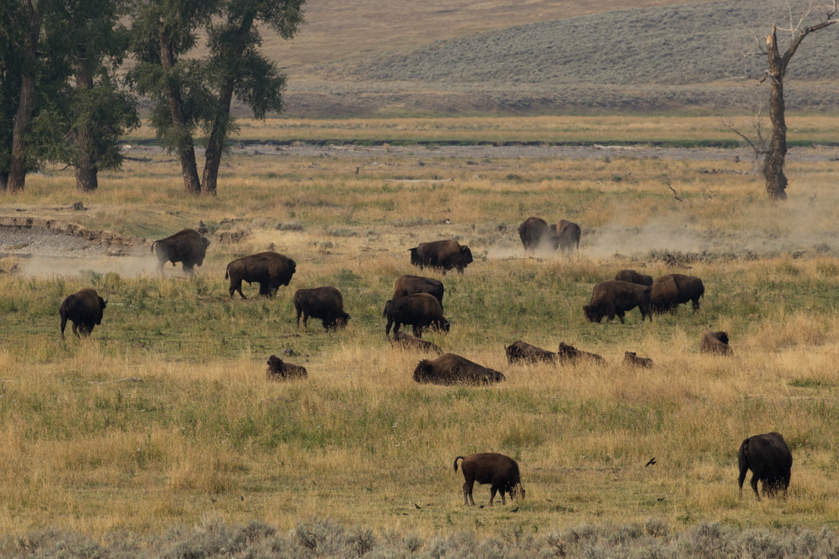 Lamar Valley
