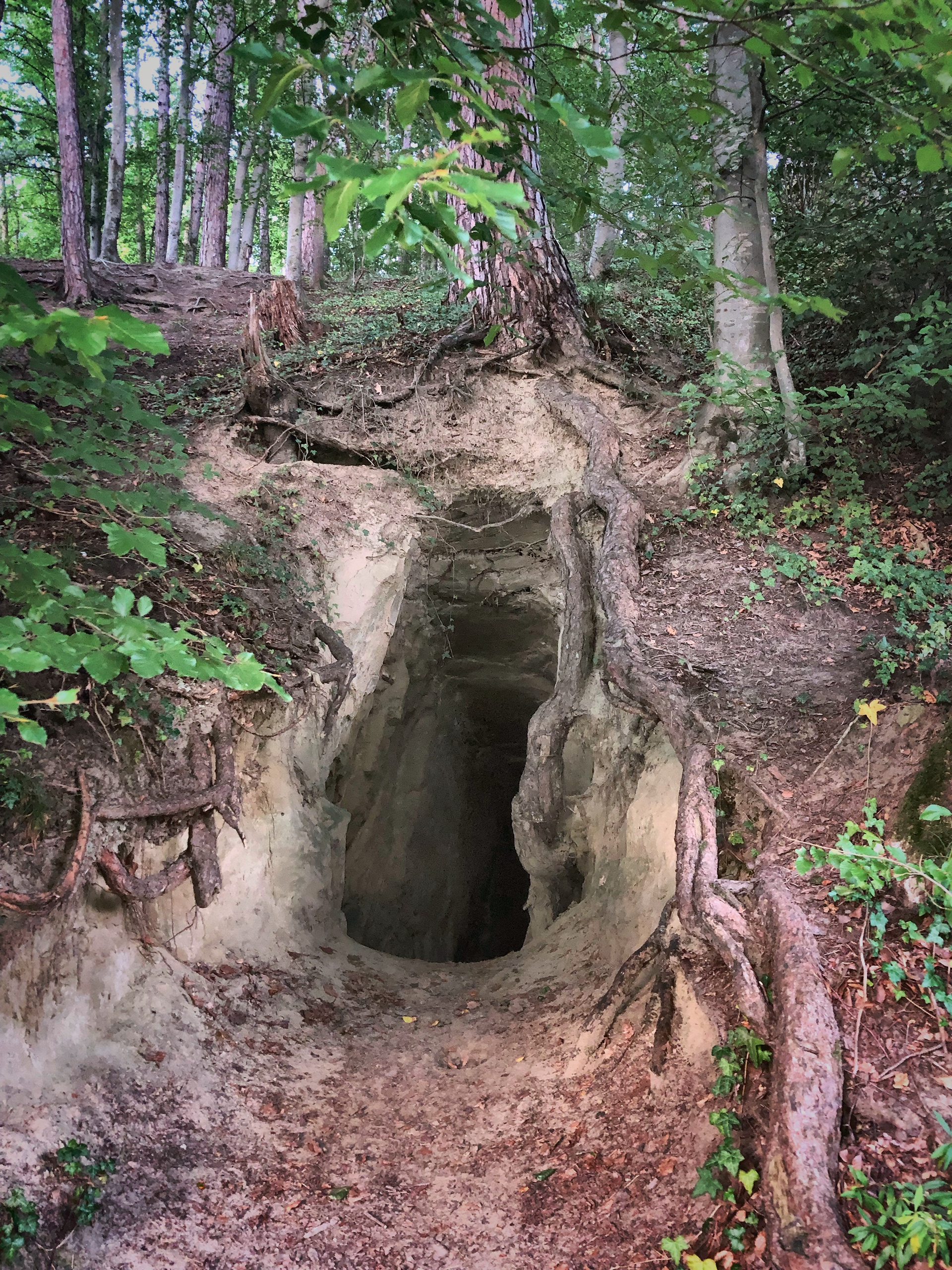 Parte de mi ruta incluyó una emocionante exploración de un bosque, donde descubrí una misteriosa cueva. El entorno natural, con árboles altos y raíces expuestas, me hizo sentir como un auténtico aventurero, agregando un toque de misterio y emoción a mi viaje.