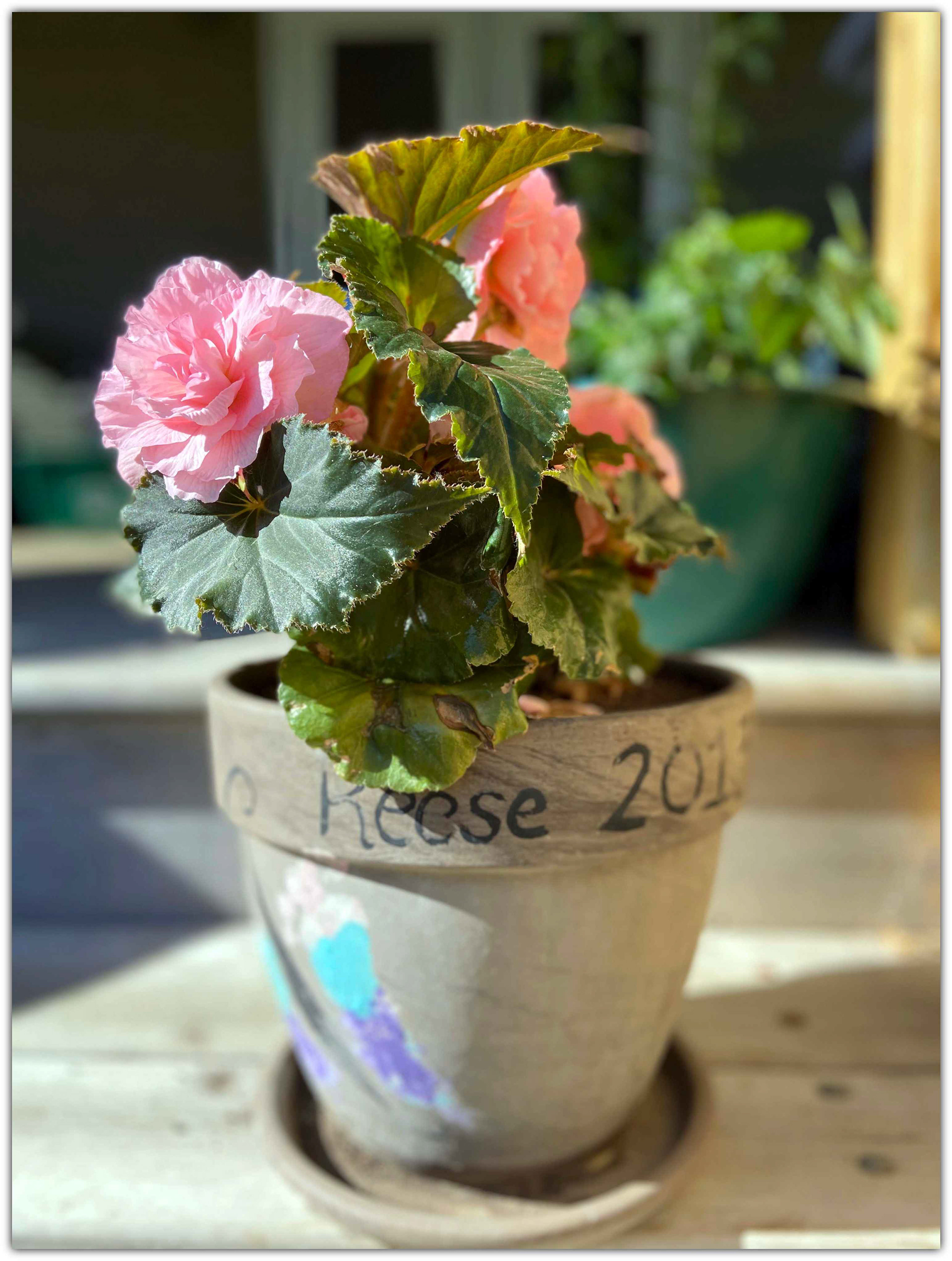 from Tracy Checkel