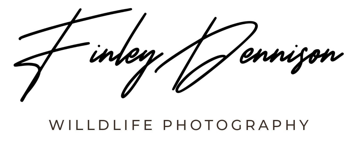 Finley Dennison